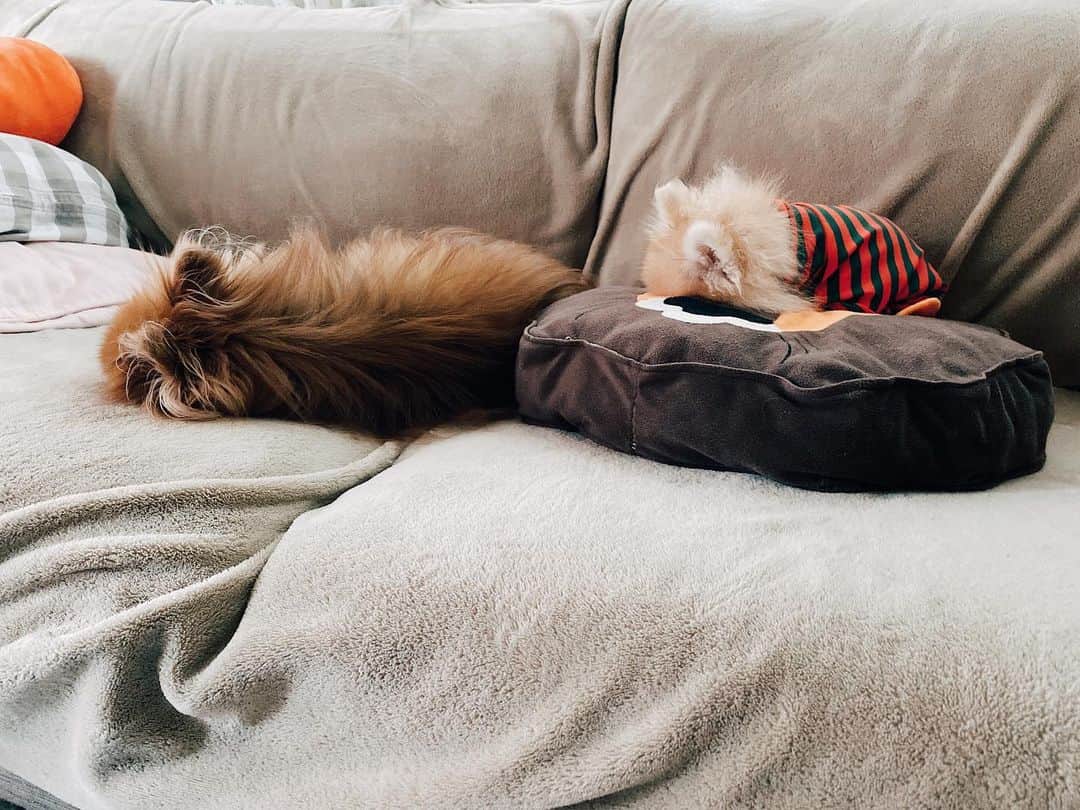 r_oseのインスタグラム：「The heavy rain is falling 🌧 while lazy puppies are sleeping🐰🐻〰️」