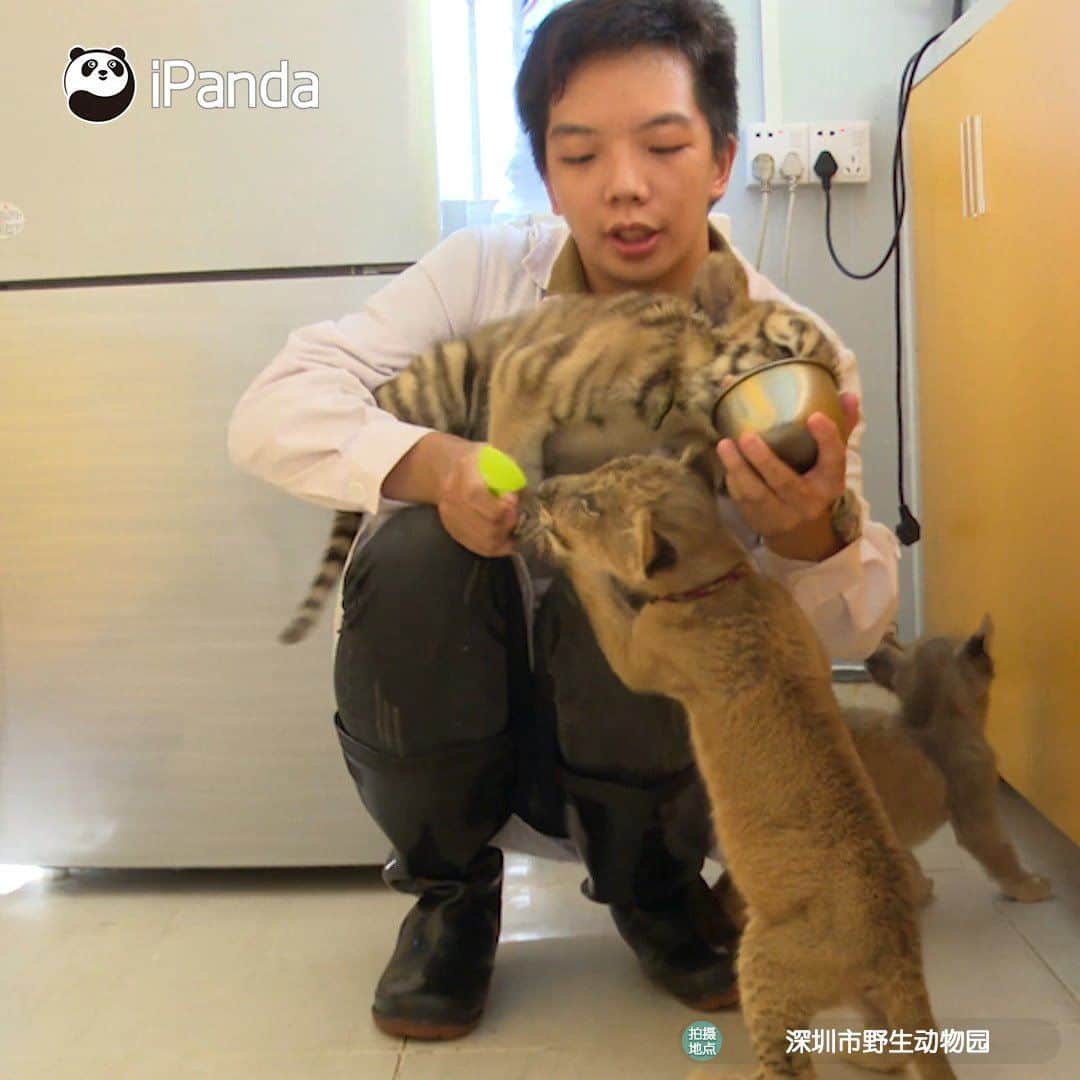 iPandaのインスタグラム