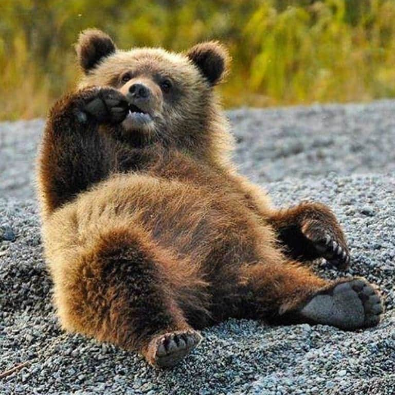 Bearsさんのインスタグラム写真 - (BearsInstagram)「#WeekendVibes 🐻  #bear #bears #bearcub #cub #animal #animals #saveourbears #bearlove #savetheanimals #love #cute #sweet #adorable #nature #photo #animallove #funny」7月26日 5時02分 - belovedbears