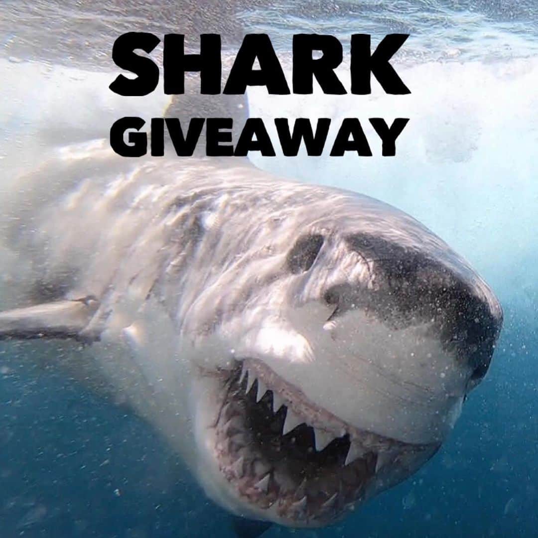WildLifeのインスタグラム：「Only 1 day left ‼️ WIN A RETURN TRIP TO GO SHARK CAGE DIVING IN AUSTRALIA with @calypsostarcharters! flights and accommodation included, To WIN:  1.GO Follow: @discoversharkstours and also follow every account they are following (it only takes 20 seconds to follow all accounts)  2. Like this post  3. Tag a friend 4. (Bonus) Share this post on your IG Story for an additional entry!  The winner will be chosen randomly ‪on July 25th 2020 & announced on @discoversharkstours account.  Please Note: This sweepstake is in no way sponsored, administered, or associated with Instagram, PayPal, TransferWise, or any Brands in the contest images. By entering, entrants confirm they are 18+ years of age, release Instagram of responsibility, and agree to Instagram's term of use. ( 📷 @calypsostarcharters ) #greatwhitesharks #greatwhiteshark」