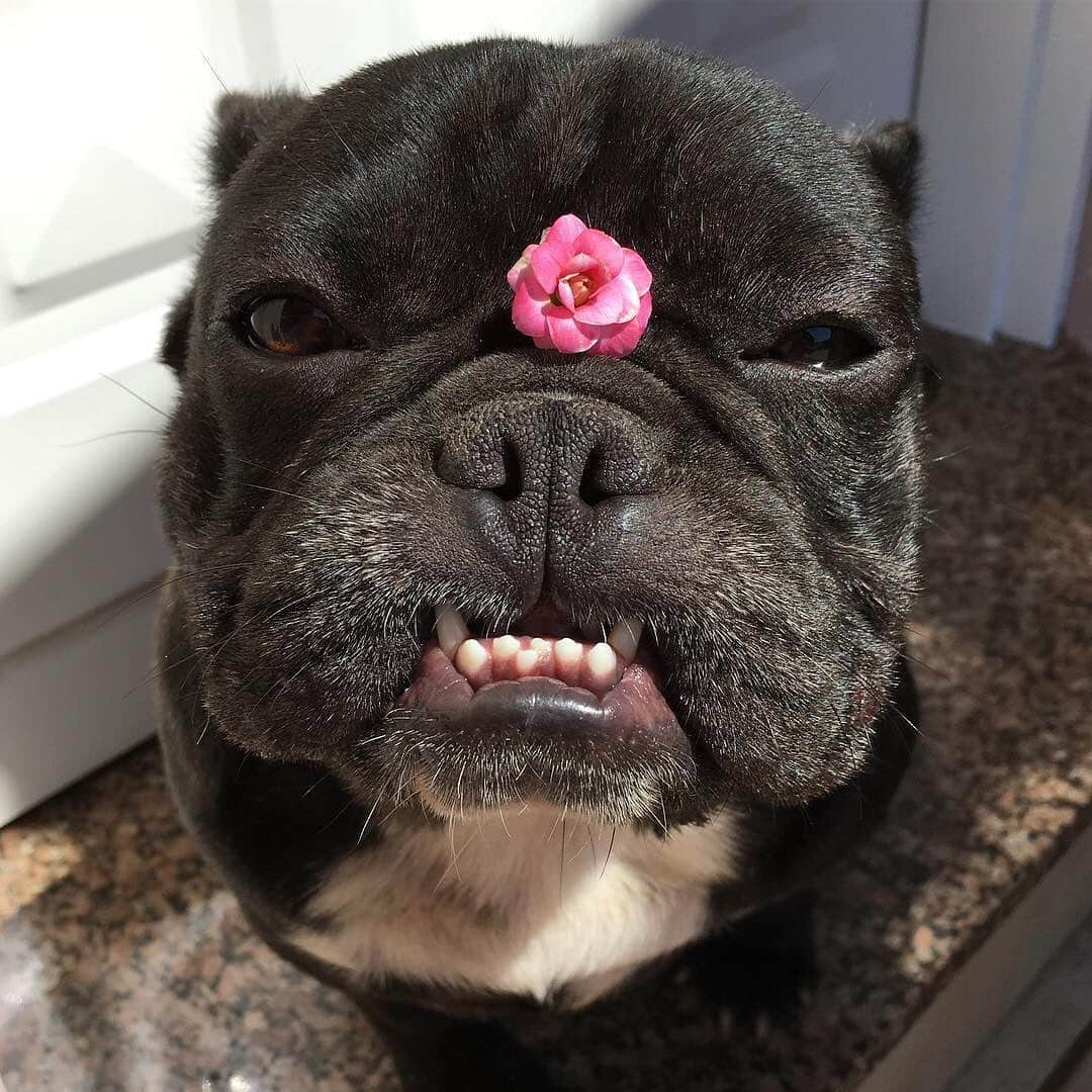 Regeneratti&Oliveira Kennelさんのインスタグラム写真 - (Regeneratti&Oliveira KennelInstagram)「🌸 #frenchie #frenchbulldog #flower」7月26日 4時58分 - jmarcoz