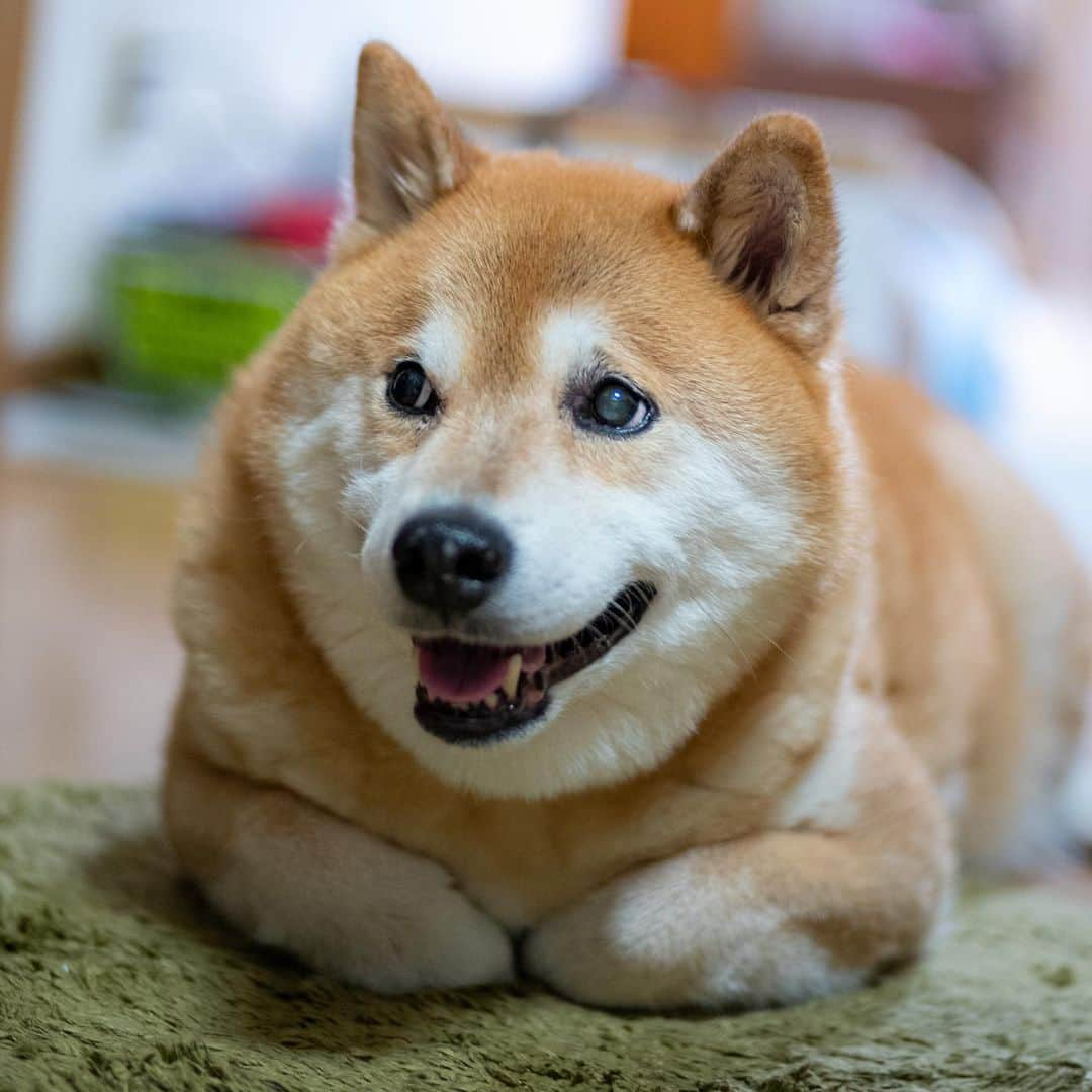 まる（まるたろう）さんのインスタグラム写真 - (まる（まるたろう）Instagram)「What's for dinner today? ✨🐶😋✨今日のご飯は何かにゃ〜 #今日は29日じゃないけど #フライングミートもいいかもね🥴 #みんなは何食べたの❓」7月25日 20時01分 - marutaro