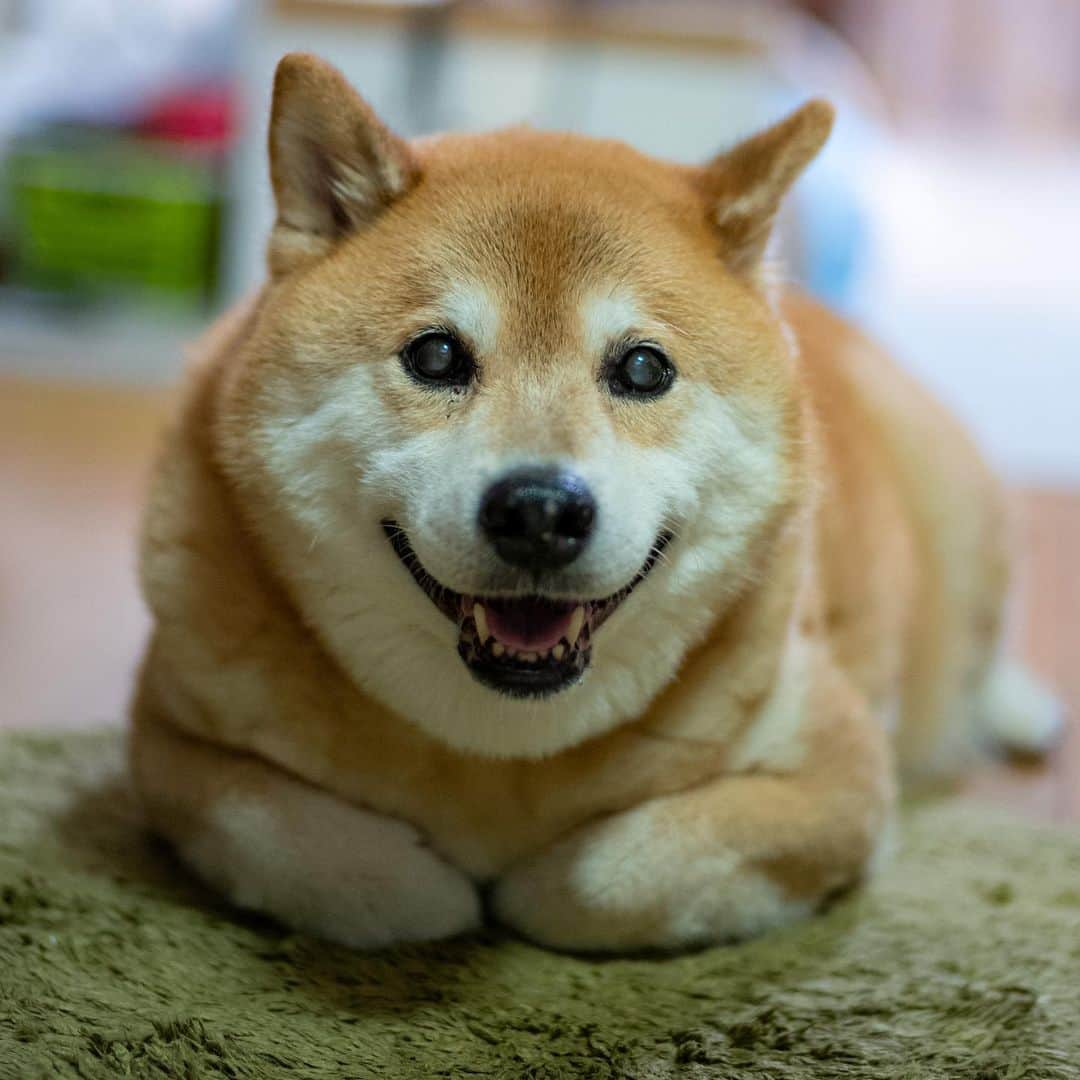 まる（まるたろう）さんのインスタグラム写真 - (まる（まるたろう）Instagram)「What's for dinner today? ✨🐶😋✨今日のご飯は何かにゃ〜 #今日は29日じゃないけど #フライングミートもいいかもね🥴 #みんなは何食べたの❓」7月25日 20時01分 - marutaro