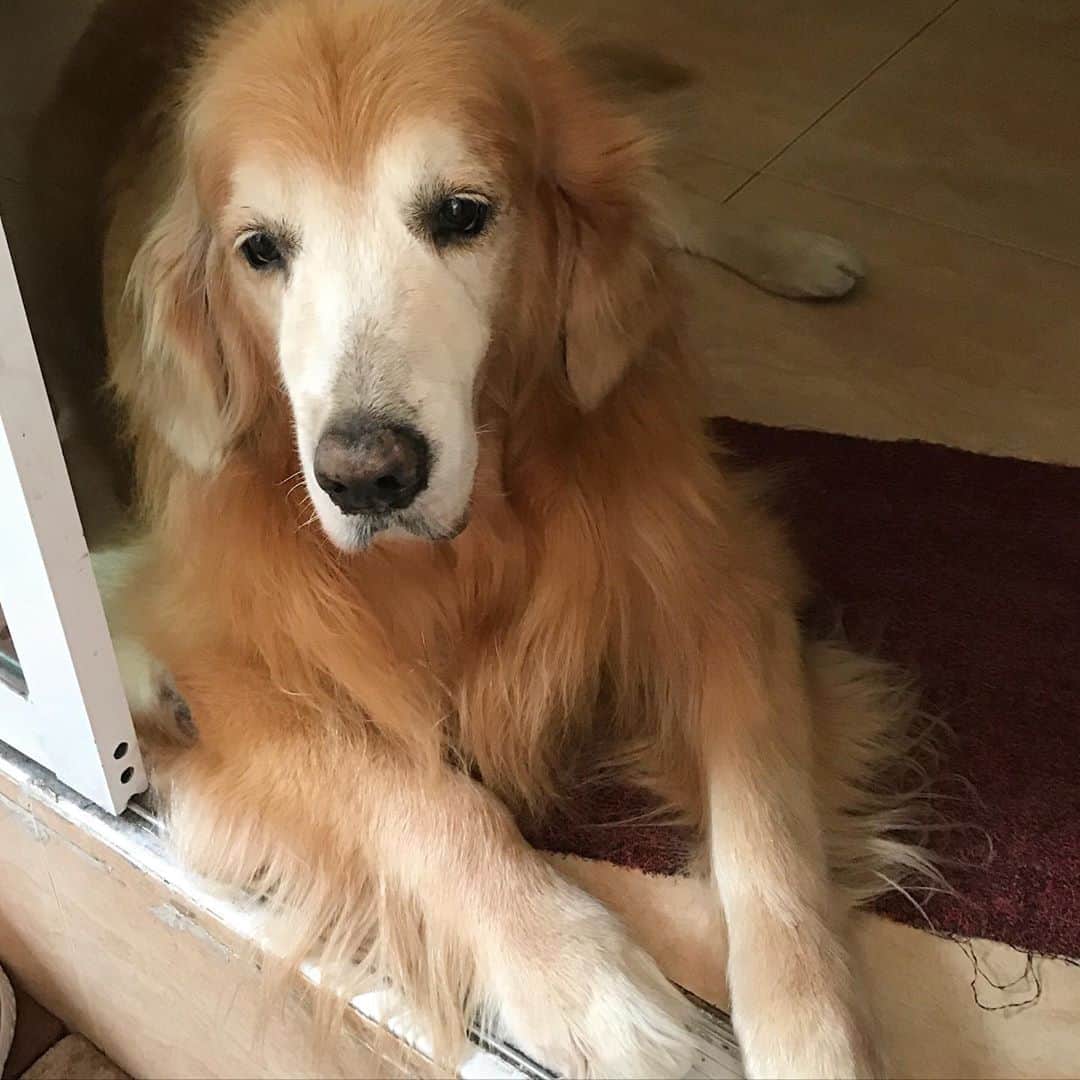 のインスタグラム：「#hoykong #goldenretriever」