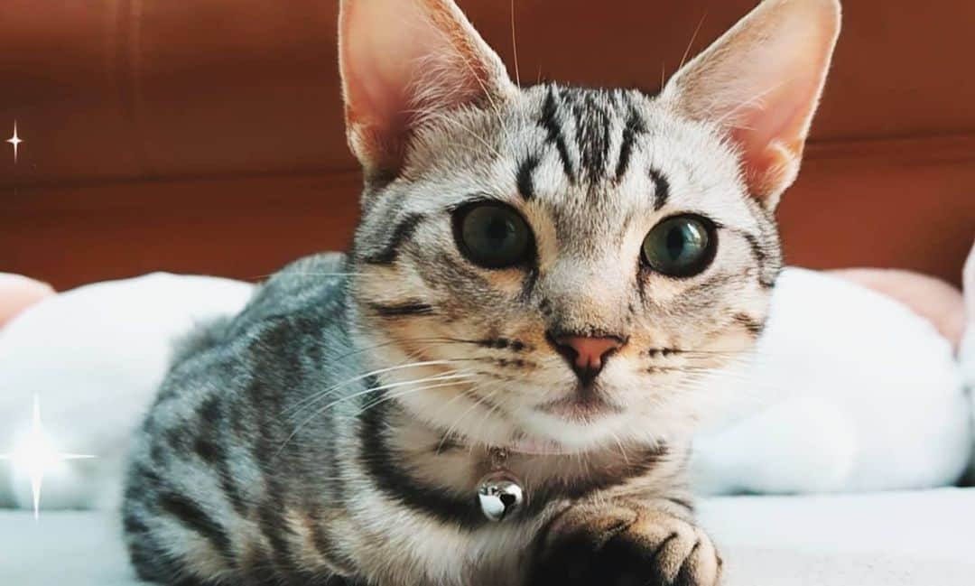 Len Cynthiaさんのインスタグラム写真 - (Len CynthiaInstagram)「真顔から変顔まで。 #マンチカン  #shortlegs #白猫#petsgram #instacat #catlover#lovelycat  #猫  #munchkin #もふもふ猫 #短足#munchkin cat #kitty #kitten #ベンガル　#子猫　#可愛い　#ジェネッタ」7月25日 20時25分 - lencynthiamoon