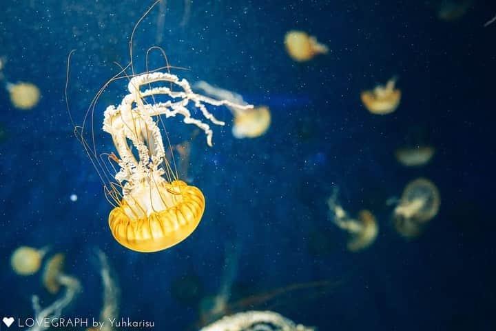 Lovegraph［ラブグラフ］さんのインスタグラム写真 - (Lovegraph［ラブグラフ］Instagram)「この夏の思い出に、水族館Lovegraph🐠♡ ㅤㅤㅤ ୨୧┈┈┈┈୨୧ ㅤㅤㅤ ※館内の撮影許可が取れる水族館であればお受けできます❤︎ ㅤㅤㅤ Lovegraphで撮影した過去のお写真を毎日投稿❁︎ ㅤㅤㅤ 姉妹アカウントもチェックしてください✩︎⡱ ㅤㅤㅤ 👶🏻 @lovegraph_kids 💍 @lovegraph_wedding 🤰 @lovegraph_maternity 📸 @lovegraph_academy  ㅤㅤㅤ ୨୧┈┈┈┈୨୧ ㅤㅤㅤ #Lovegraph #ラブグラフ #幸せな瞬間をもっと世界に ㅤㅤㅤ #カップルフォト #カップル写真 #カップルコーデ #リンクコーデ #ロケーションフォト #1年記念日 #2年記念日 #記念日フォト #記念日デート #同級生カップル #遠距離カップル #同棲カップル #かっぷるふぉと #かっぷる　#自慢の彼氏 #自慢の彼女#写真好きな人と繋がりたい #いいね返し #カップルさんと繋がりたい #couplephotography #couplephoto #ig_japan #水族館デート #浴衣デート #浴衣コーデ  ㅤㅤㅤ」7月25日 20時40分 - lovegraph_me