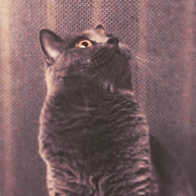 チキン南蛮カレーのルウ王子のグルメインスタ