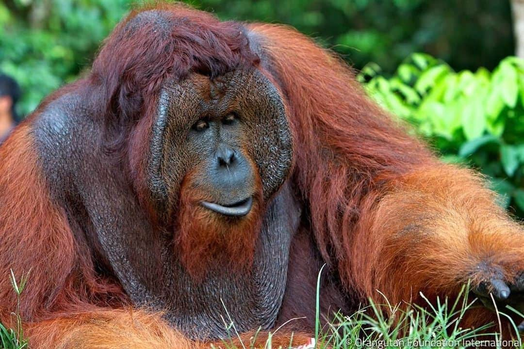 OFI Australiaさんのインスタグラム写真 - (OFI AustraliaInstagram)「Cheekpadded adult male orangutans are the most solitary of all orangutans. Their participation in social groups is usually limited to temporary sexual “consortships” with adult and adolescent females. Wild orangutan fathers play no direct role in the upbringing of their offspring.  Learn more about orangutan behavior on our website at https://orangutanfoundation.org.au/orangutans/orangutan-behaviour/  _____________________________________ 🦧 OFIA Founder: Kobe Steele kobe@ofiaustralia.com  OFIA Patron: Dr Birute Galdikas @drbirute @orangutanfoundationintl @orangutan.canada www.orangutanfoundation.org.au 🦧 🧡 🦧 #orangutan #orphan #rescue #rehabilitate #release #BornToBeWild #Borneo #Indonesia #CampLeakey #orangutans #savetheorangutans #sayNOtopalmoil #palmoil #deforestation #destruction #rainforest #instagood #photooftheday #environment #nature #instanature #endangeredspecies #criticallyendangered #wildlife #orangutanfoundationintl #ofi #drbirute #ofiaustralia  #FosterAnOrangutanToday」7月25日 21時03分 - ofi_australia