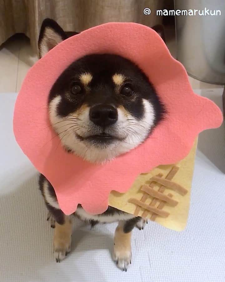 まめ丸のインスタグラム：「* * 【⚠️音がでるよ⚠️】 そうです、ぼくが『アイスの人』です🐶💓 #まめ丸パタパタ動画 * * I'm icecream🐶💓 ⭐️Mamemaru's cosplay No.29⭐️ * #はめ丸 シリーズ第29弾アイス🍦 #アイスの人ってなんだろう #リポストまめ丸 （2さいのぼく） * #柴犬#豆柴#柴#黒柴#犬#しばいぬ#いぬのきもち#shiba#shibainu#shibastagram#shibadog#puppy#instadog#dogstagram#dog#instashiba#petstagram#cute#adorable#강아지#멍스타그램#doglover#31#アイス#icecream#icecreamlover」