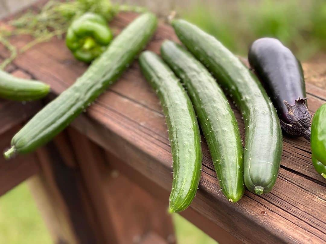 平山ユージさんのインスタグラム写真 - (平山ユージInstagram)「自宅でお仕事をし、息抜きに野菜🥒🍅🍆を収穫、そして犬達と散歩。自然の恵みに感謝し、自然に囲まれ遠くを眺めリラックス、良い貴重な時間だ〜✨🌲🍀 Working at home. Take a break and harvest vegetables and walk around with my dogs. Thank you for the blessings of nature and relax surrounded by nature. It’s so precious 🌲🍀🌈🌤 #workingathome #takeabreak #blessingofnature #chocolateandhiniki #田舎暮らし」7月25日 22時00分 - yuji_hirayama_stonerider