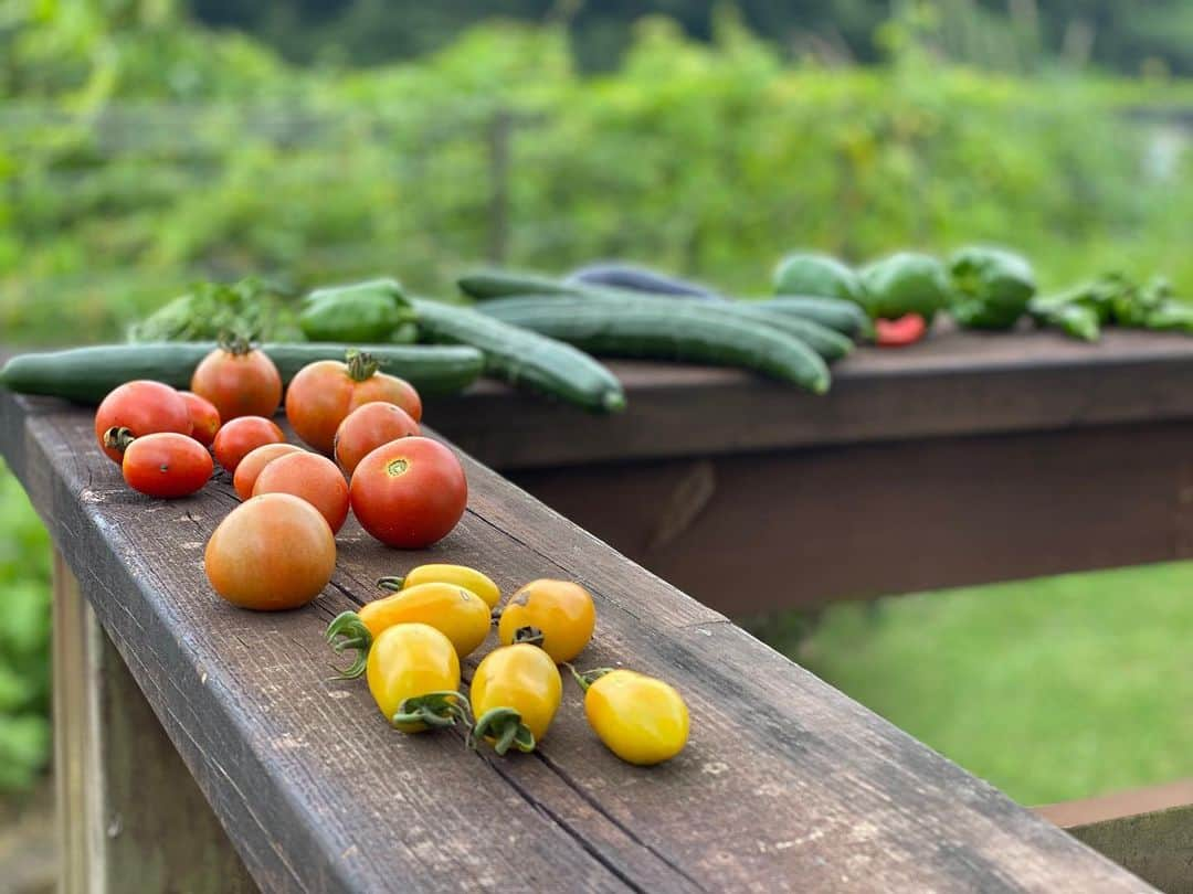 平山ユージさんのインスタグラム写真 - (平山ユージInstagram)「自宅でお仕事をし、息抜きに野菜🥒🍅🍆を収穫、そして犬達と散歩。自然の恵みに感謝し、自然に囲まれ遠くを眺めリラックス、良い貴重な時間だ〜✨🌲🍀 Working at home. Take a break and harvest vegetables and walk around with my dogs. Thank you for the blessings of nature and relax surrounded by nature. It’s so precious 🌲🍀🌈🌤 #workingathome #takeabreak #blessingofnature #chocolateandhiniki #田舎暮らし」7月25日 22時00分 - yuji_hirayama_stonerider