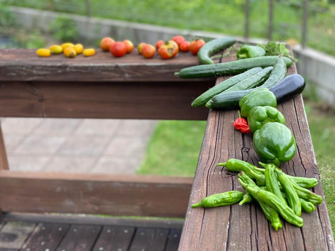 平山ユージさんのインスタグラム写真 - (平山ユージInstagram)「自宅でお仕事をし、息抜きに野菜🥒🍅🍆を収穫、そして犬達と散歩。自然の恵みに感謝し、自然に囲まれ遠くを眺めリラックス、良い貴重な時間だ〜✨🌲🍀 Working at home. Take a break and harvest vegetables and walk around with my dogs. Thank you for the blessings of nature and relax surrounded by nature. It’s so precious 🌲🍀🌈🌤 #workingathome #takeabreak #blessingofnature #chocolateandhiniki #田舎暮らし」7月25日 22時00分 - yuji_hirayama_stonerider