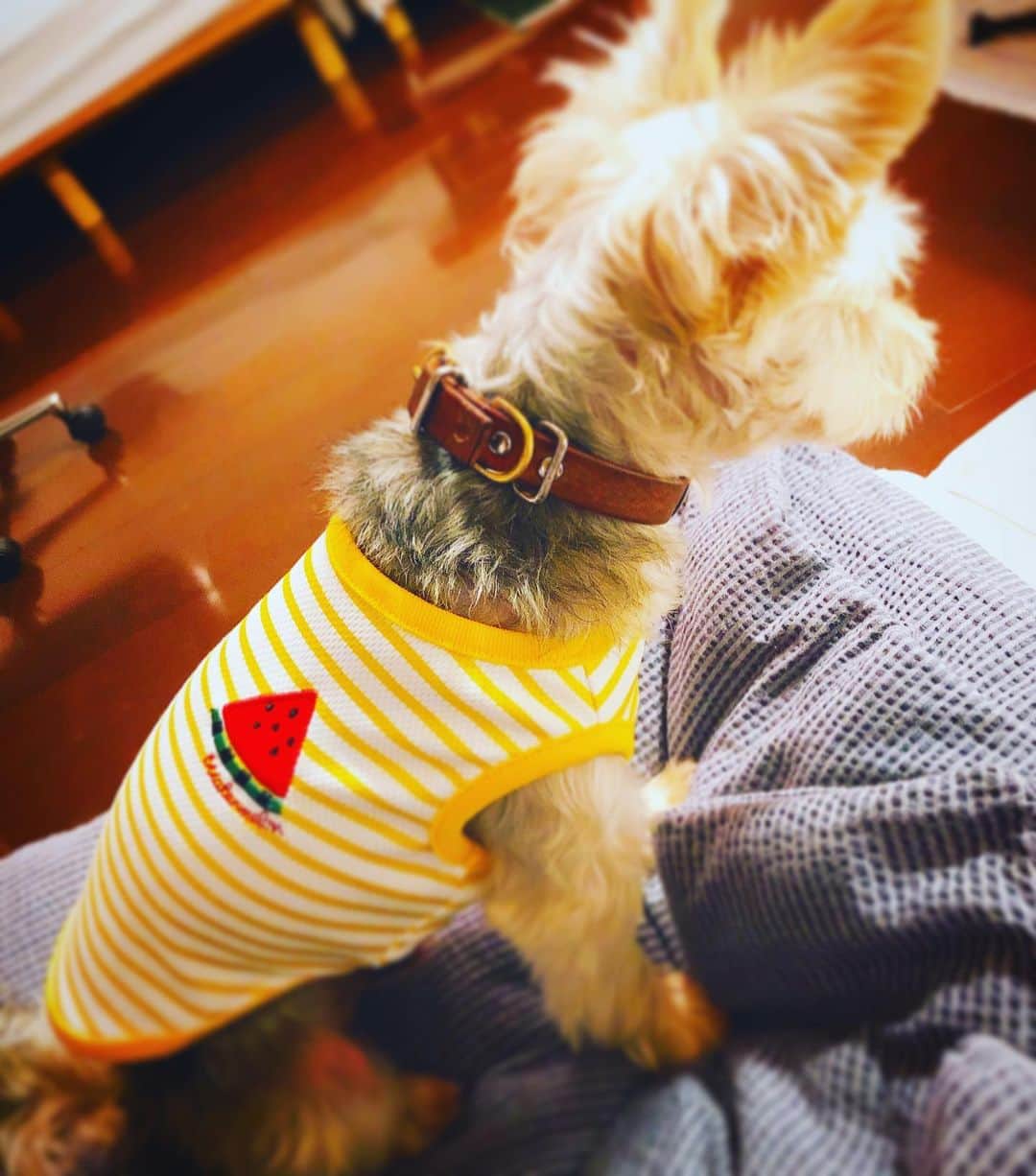 桂紗綾さんのインスタグラム写真 - (桂紗綾Instagram)「watermelon🍉  #犬のいる暮らし  #愛犬  #スイカ  #犬好きな人と繋がりたい」7月25日 22時03分 - saaya_katsura_abc