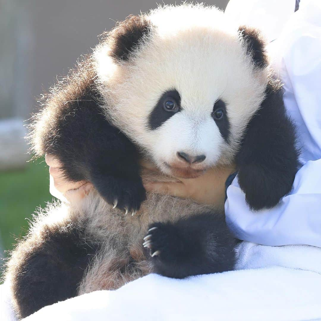 パンダ（白浜）さんのインスタグラム写真 - (パンダ（白浜）Instagram)「little #彩浜 on the earth 2018 🌈🌈🌈  🐼😊🐼  #ADVENTUREWORLDPANDAS #baby #HELLOLITTLE #pandamental #hellopanda #ハローリトル #ハローパンダ #パンダグラビア #パンダ　and #panda #pandababy 🐼🐼🐼 #アドベンチャーワールド」7月25日 22時13分 - hellopanda_book