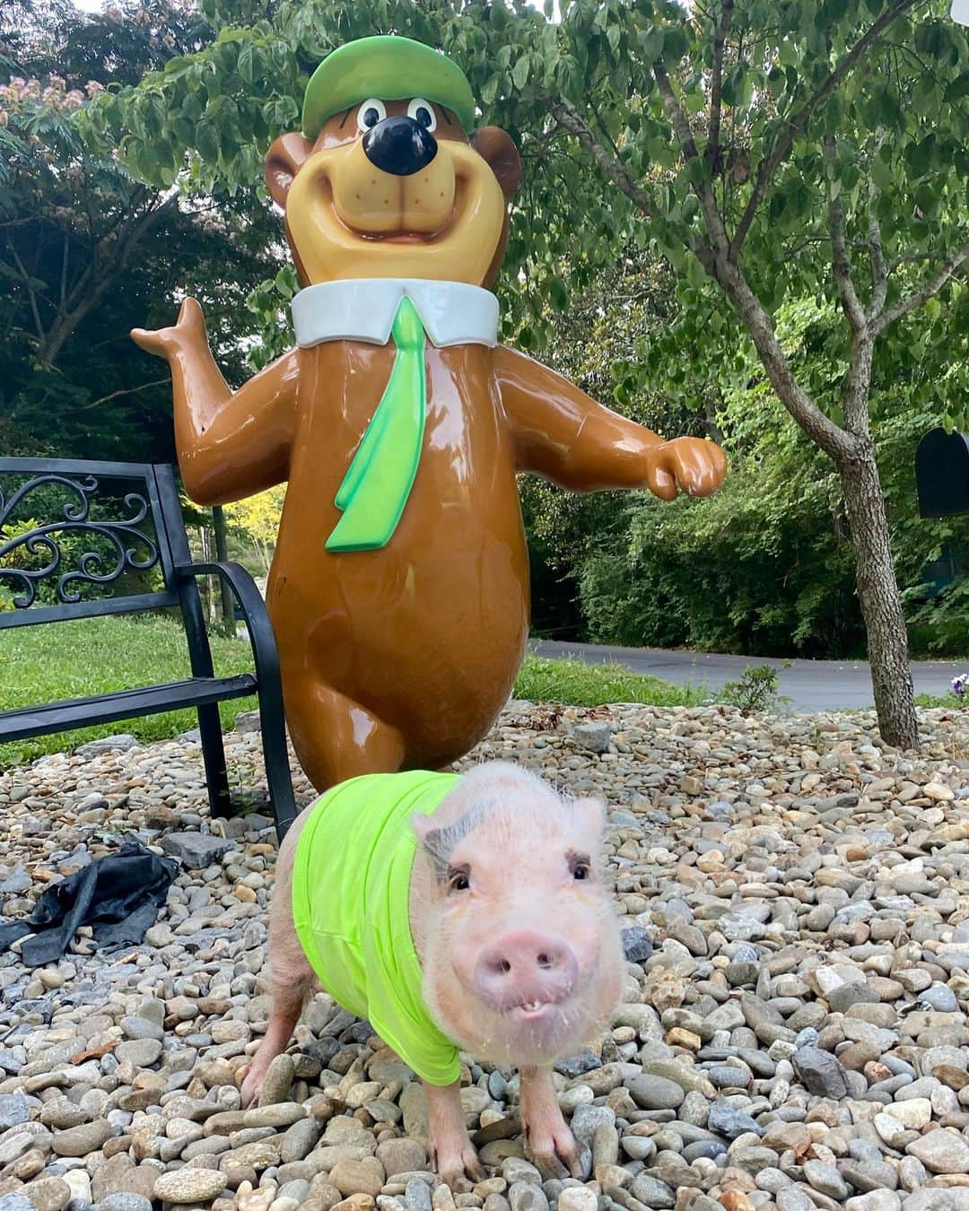 Priscilla and Poppletonさんのインスタグラム写真 - (Priscilla and PoppletonInstagram)「Double Trouble! Better keep an eye on your pignic baskets today!🐷🥖🍏 . We had such a blast last week camping with Yogi @pigeonforgejellystone. The only that would have been better is if we had gotten a chance to meet more of y’all. We usually plan our summer events and travel in the spring. This year most states were closed at that time, so nothing was planned. This was a last minute adventure, and we want to do our part to keep everyone safe! The good news is we loved the campground and area, so we hope to be back and would love to meet you guys the next time!🐷💚🐻#yogibear #sillypop #pigeonforge #PrissyandPop」7月25日 22時24分 - prissy_pig