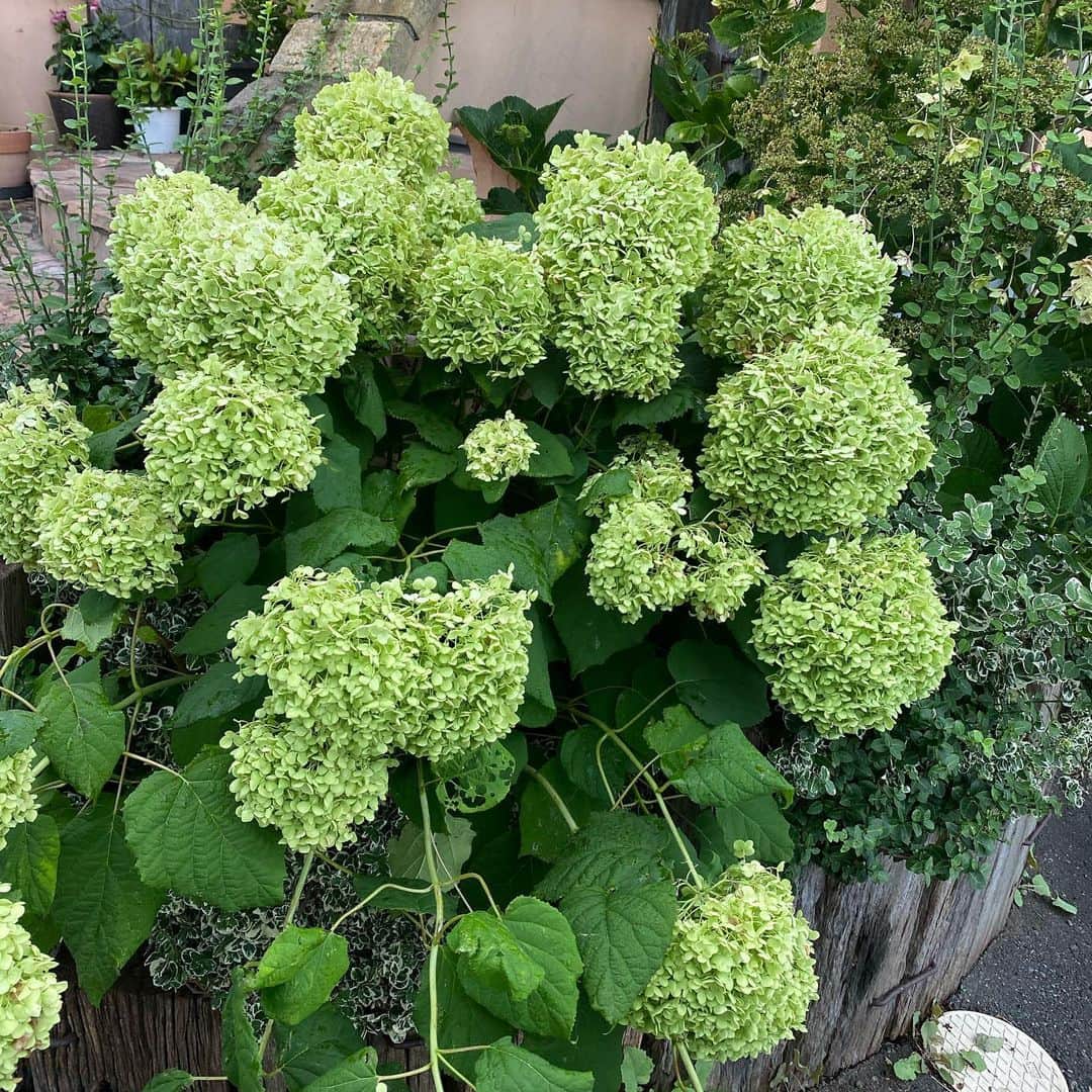 こまけいこのインスタグラム：「今日、あと何回夏を迎えられるんだろうねと考えたら数えられるほどしかないねという話をした。  毎日が無駄に過ぎていくのがもったいない。  でもこうやって時間は過ぎていくのだろう。  ＊お世話になっている同級生の歯科医院の紫陽花。  ここに行くと努力してる人の証を感じて自分の身を正す思い。」