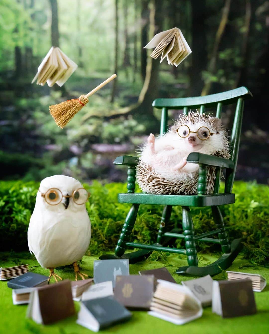 ダーシーのインスタグラム：「Hedgie Potter👨‍🎓🦉📖🧹✨」