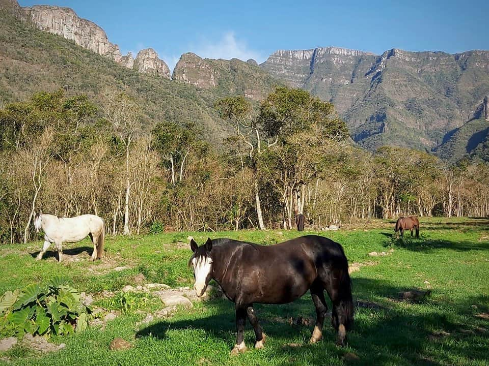 エデル・チタディン・マルティンスのインスタグラム：「😍🐴 #saudadedomeucantinhodepaz🍃😌❤️🌳 @cabanha.bellaserra」