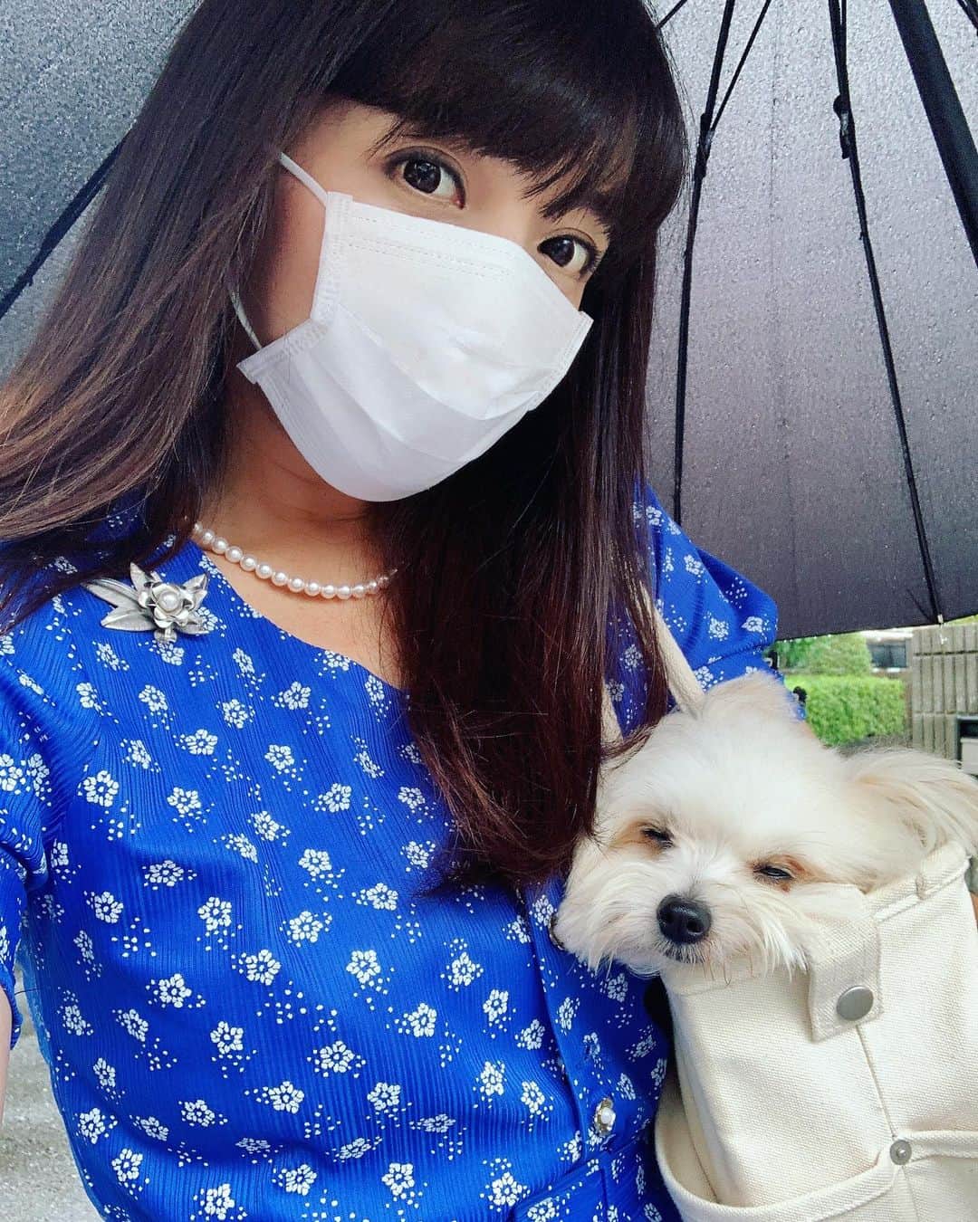 チャン・リーメイさんのインスタグラム写真 - (チャン・リーメイInstagram)「貴重な休日だけど雨☔️ ✴︎ ボクといつものカフェでごちそうを食べました🍽💓 ✴︎ いろんな人に撫でてもらったボク💕 ✴︎ 帰りはバッグの中で寝ちゃったよ😍 ✴︎ かわいいやつメ💕 ✴︎ #ボクとの休日 #犬との生活 #保護犬を家族に #ポメラニアンミックス #dogslover」7月25日 22時55分 - limeichiang