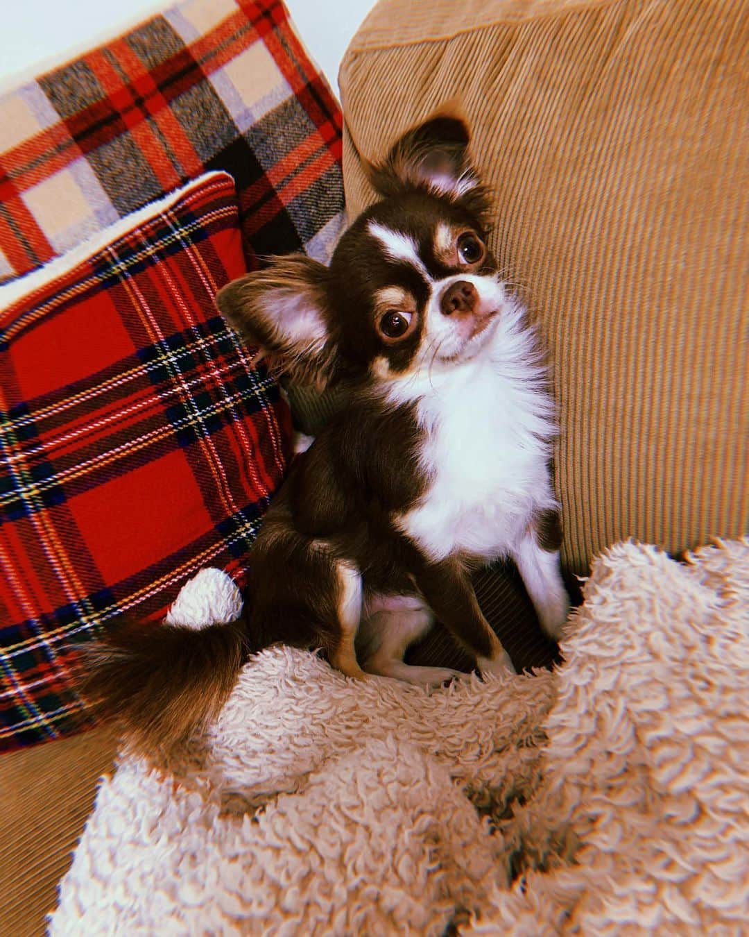 美咲かんなのインスタグラム：「． 1日の大半をソファで過ごす犬(と、飼い主) ． #チワワ #愛犬 #わんこのいる生活  #可愛い」