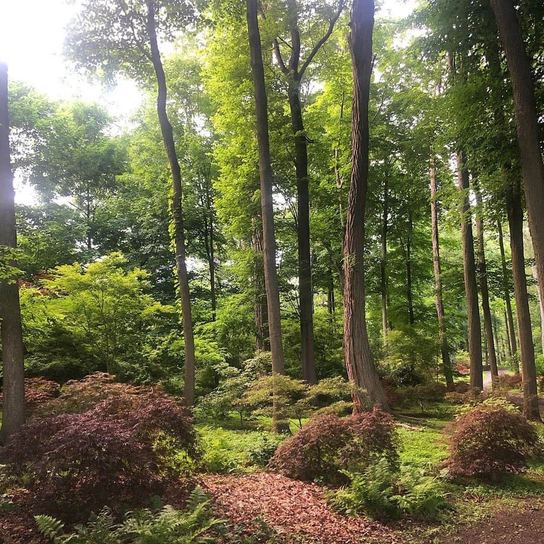 マーサ・スチュワートさんのインスタグラム写真 - (マーサ・スチュワートInstagram)「Good morning from @marthastewart48's enchanted wooded wonderland in Bedford.🌳 #regram via @ryanmccallister1」7月25日 22時58分 - marthastewart