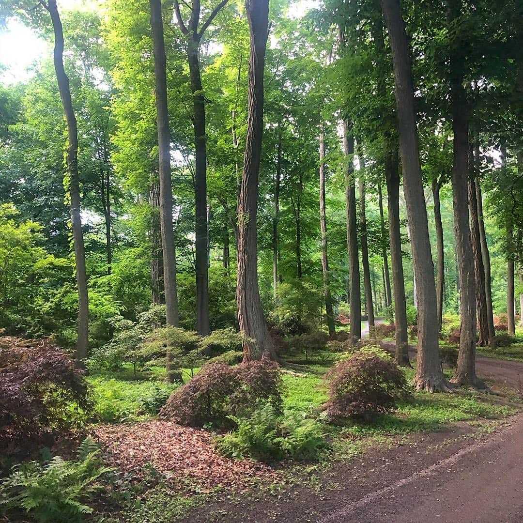 マーサ・スチュワートさんのインスタグラム写真 - (マーサ・スチュワートInstagram)「Good morning from @marthastewart48's enchanted wooded wonderland in Bedford.🌳 #regram via @ryanmccallister1」7月25日 22時58分 - marthastewart