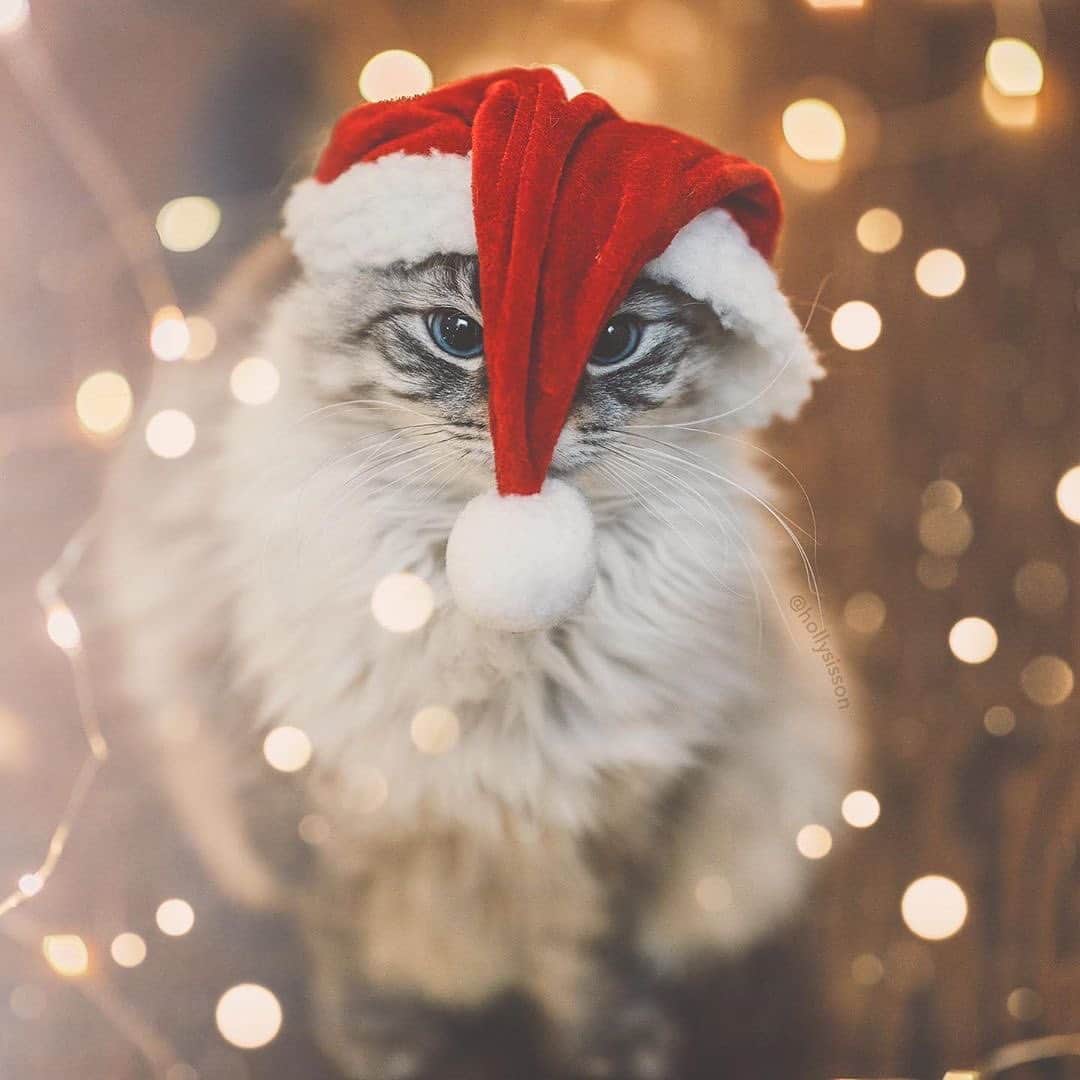 Holly Sissonのインスタグラム：「When it’s #christmasinjuly! Lol! 😹🎅🎄 #Toronto #Siberiancat #christmasinjuly2020 #bokeh (See more of Alice, Finnegan, and Oliver, on @pitterpatterfurryfeet) ~ Canon 1D X MkII + 85 f1.4L IS @ f1.4  See my bio for full camera equipment information plus info on how I process my images. 😊」