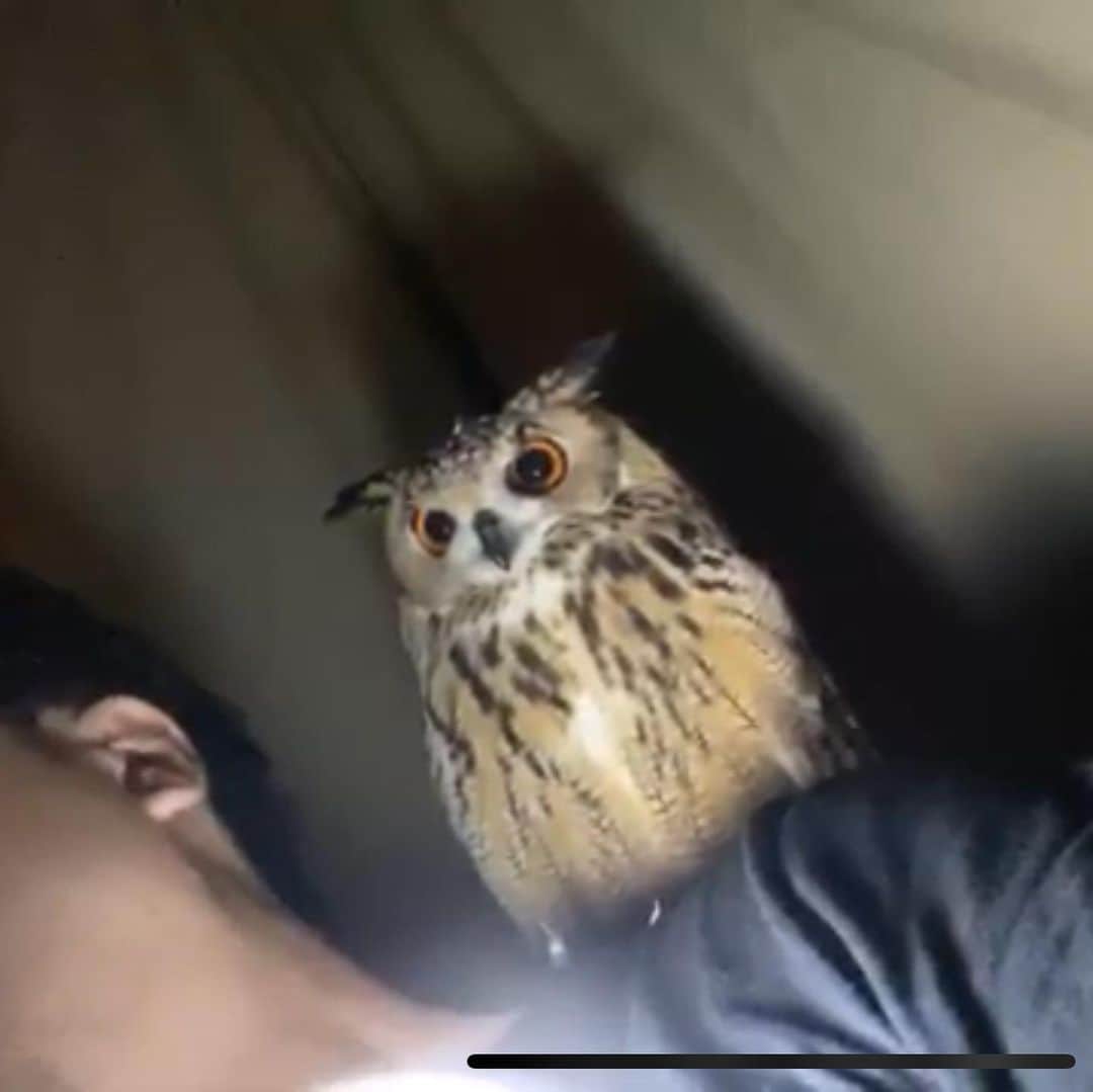 GEN3 Owlのインスタグラム：「ガルーとキャンプに来てるよ⛺️ I'm in the camp with Garu. #owl #owlgaru」