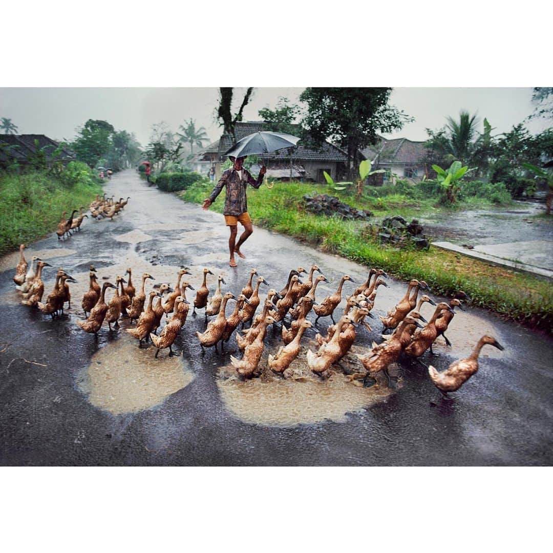 スティーブ・マカリーさんのインスタグラム写真 - (スティーブ・マカリーInstagram)「Herding ducks in Java, Indonesia, 1984.  #stevemccurry #Indonesia」7月25日 23時17分 - stevemccurryofficial