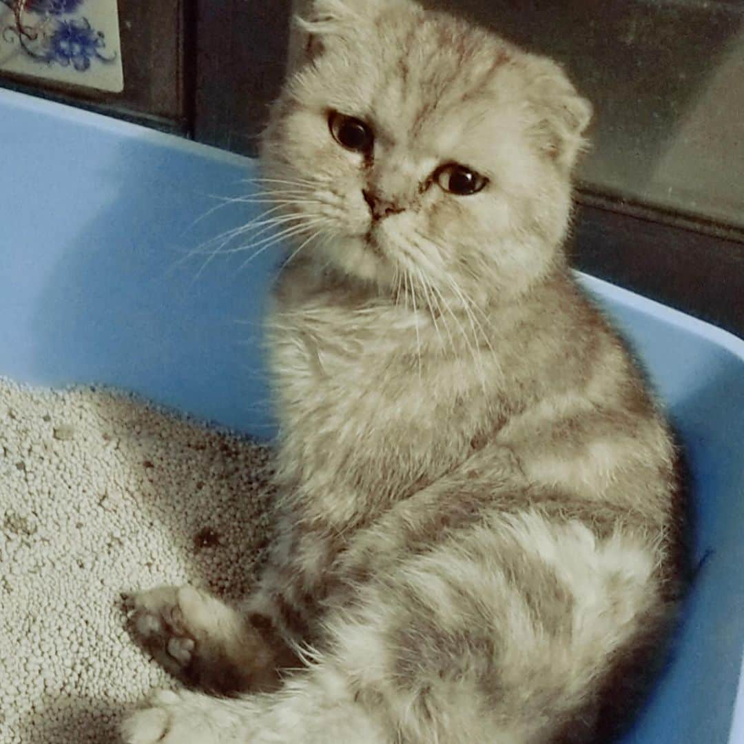 ルフさんのインスタグラム写真 - (ルフInstagram)「Last night my brother and i found this cat by the dumpster,and then we also found out he couldn't walk.So we took him home first and brought him to pets hospital at this morning.The Dr. told us his urethra have 2 stones after examination,Dr. also said he is so lucky to hospital timely because he will be dead if few hours late,that’s why he can’t walk cause he can't urinate and his bladder is bursting,he is too painful... He's obviously not a stray cat so i think he was abandoned because of the illness😭😭.Anyway,he is done the surgery now,and he needs stay at hospital 10 more days,my brother will take him home and we won’t give him up anymore,he has lovely family from now on, I give him a name:Fold, he is a member of our family！ I hope everyone will think carefully before you have pet,If you want to have pet,plz give them a lifetime. Don't abandon them!! - - #dontgiveup #dontabandonyourpets #cat #savecat #catlife」7月25日 23時33分 - lanlan731