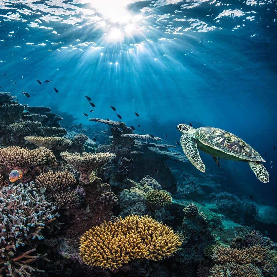 ドゥラメールのインスタグラム：「ACTION FOR THE OCEAN: In the past 200 years, the sea has become 30% more acidic due to carbon emissions, severely affecting marine life as we know it. One way to reduce your carbon footprint—take fewer car trips and save one pound of carbon for every mile not driven. #LaMerBlueHeart」