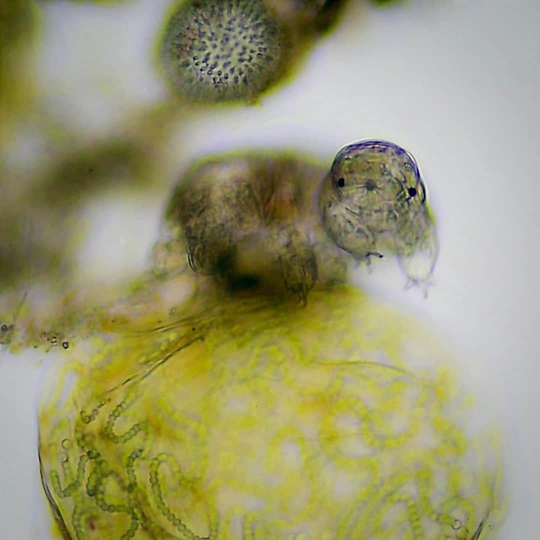 のインスタグラム：「Who knew something so tiny — microscopic, actually — could be so cute? 😍 Meet the tardigrade, or, as Antarctic explorer Ariel Waldman (@arielwaldman) calls them, "Gummy bears with claws." These tough little microorganisms can survive almost anything, from the ice of the South Pole to the vacuum of space. But you don't have to go too far before you run into these delightful creatures — they live in moss all over the planet! In her talk, Waldman explains that Antarctica isn't the lifeless place you might think it is. In fact, there are even more teeny, adorable and breathtaking creatures lurking just below the surface, like geometric algae made of glass. Head to the link in our bio to see more!」