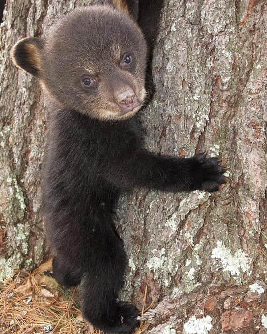 Bearsのインスタグラム：「Tree hugging 🐻 🌳 ♥  #bear #bears #bearcub #cub #animal #animals #saveourbears #bearlove #savetheanimals #love #cute #sweet #adorable #nature #photo #animallove #tree」