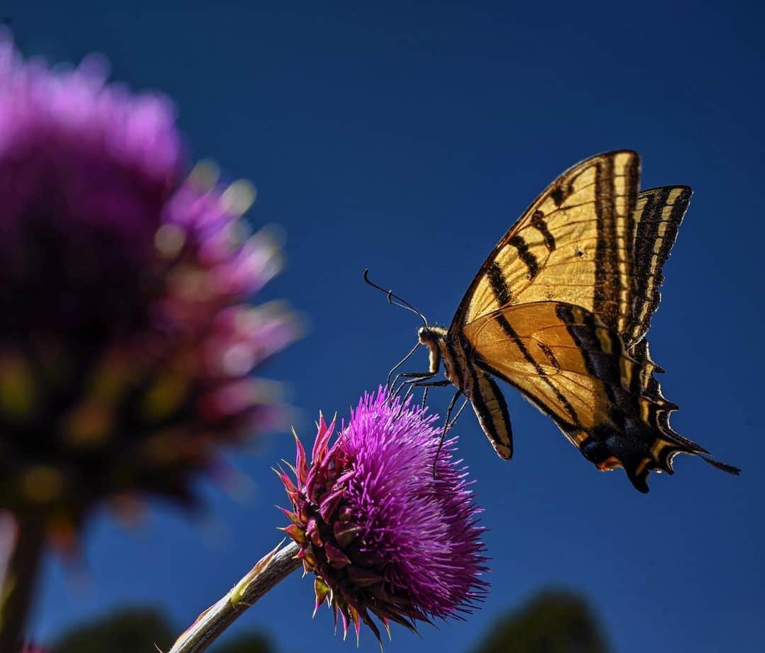 National Geographic Creativeさんのインスタグラム写真 - (National Geographic CreativeInstagram)「Photos by Keith Ladzinski @ladzinski / A #WesternTigerSwallowtail butterfly collecting nectar from a blooming thistle near the rim of the @blackcanyonnps. This act of pollination is critical to a thriving ecosystem. Getting this photo was no easy task but admittedly fun all the same - My assistant @angelajpayne and I stalked this butterfly through a sage field for the better part of 30 minutes to get these photos, each with a small strobe in hand waiting for it to perch long enough so I could get low, grab focus, adjust the lights and snap off a frame or two. In the end it was a lot of fun minus the ant bites all over my legs and a few cactus needles! Glad it worked out in the end. To see more photos from this assignment please visit @ladzinski」7月26日 0時07分 - natgeointhefield