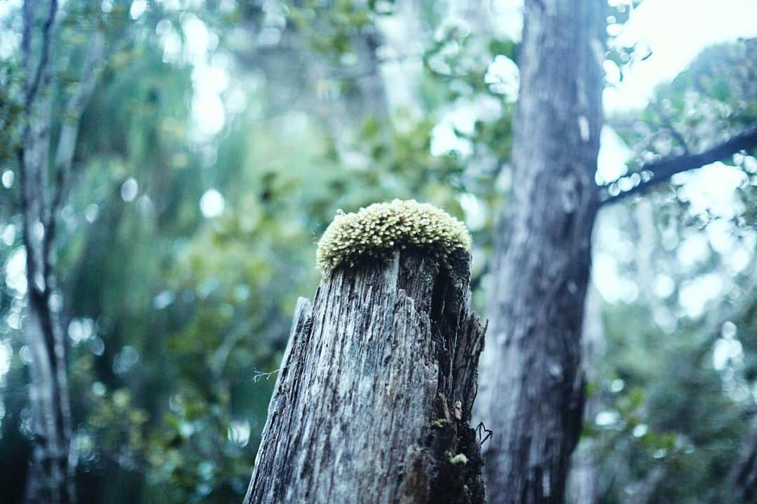 柏倉陽介さんのインスタグラム写真 - (柏倉陽介Instagram)「Stewart Island 📷 #newzealand #nz #mountains #landscape #purenewzealand #explore #hiking #newzealandguide」7月26日 0時40分 - yosuke_kashiwakura