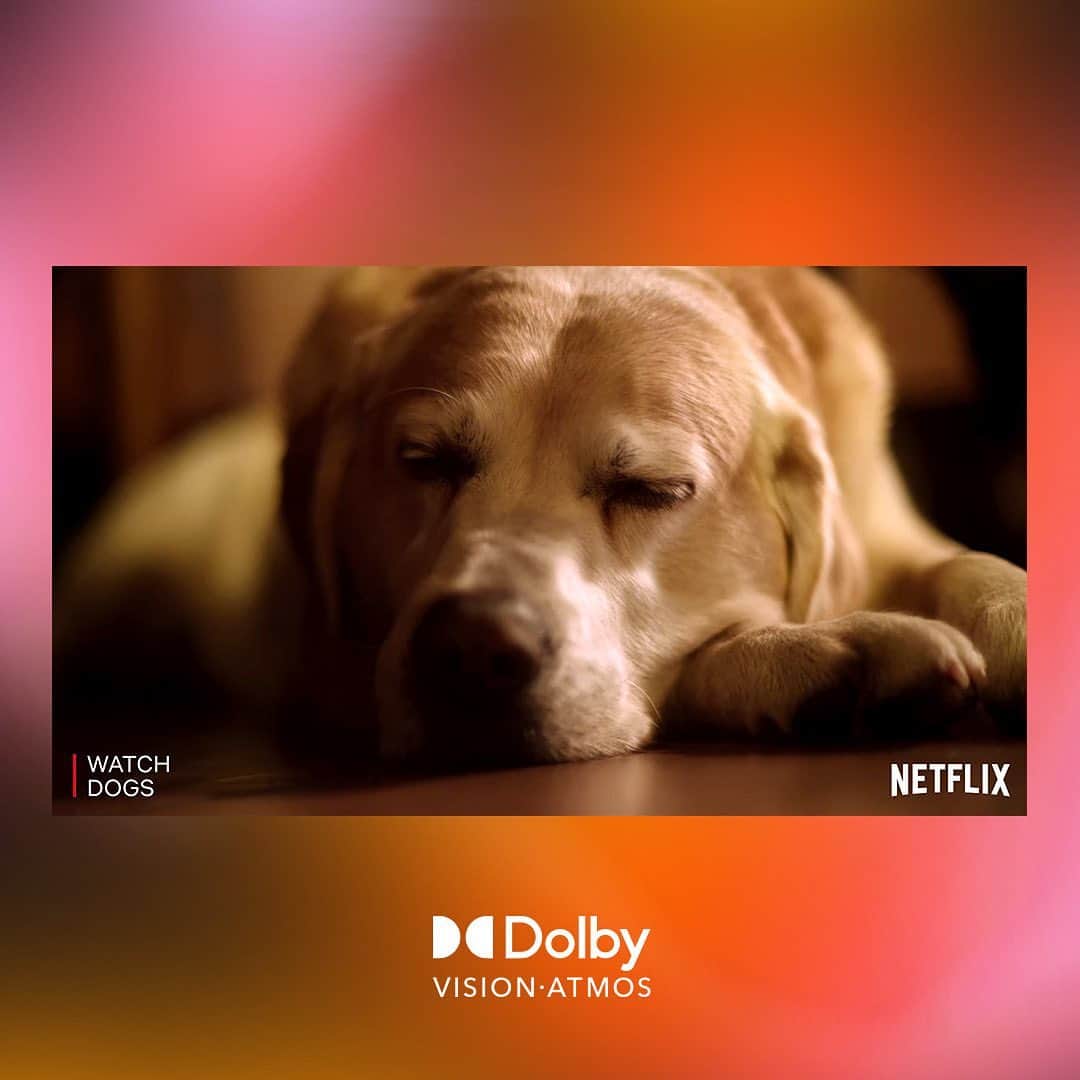 ドルビーラボラトリーズさんのインスタグラム写真 - (ドルビーラボラトリーズInstagram)「Petition to change the term “cat nap” to “dog nap”. Sign up in the comments and watch Dogs on @Netflix. Stream it now in Dolby Vision® and Dolby Atmos®*. #DogDaysinDolby⁣ ⁣ *Device enabled with Dolby and Netflix premium subscription required」7月26日 0時46分 - dolbylabs