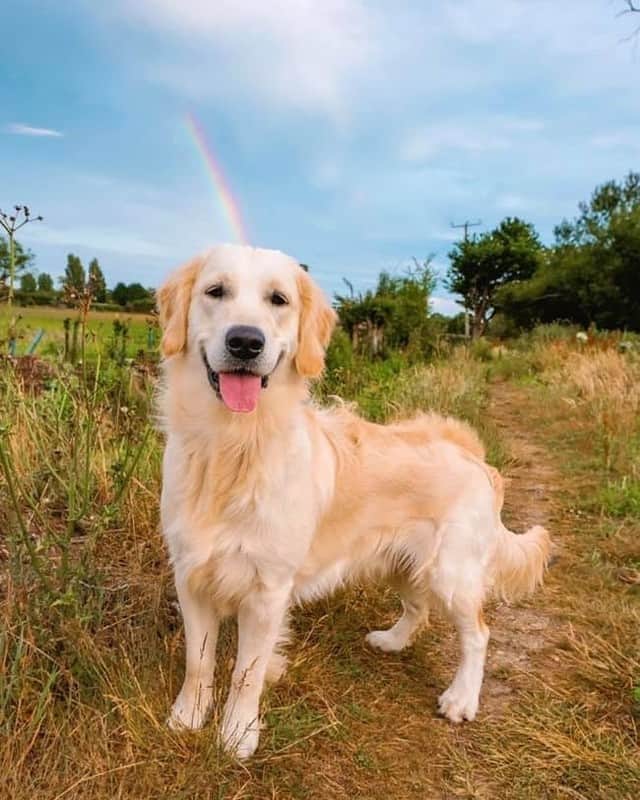 8crapさんのインスタグラム写真 - (8crapInstagram)「A derpy pot of gold 🌈 - Want to get featured like him? Join “The Barked Club” on FACEBOOK and post something now! 👉 barked.com - 📷 @kosi.bear - #TheBarkedClub #barked #dog #doggo #GoldenRetriever」7月26日 1時01分 - barked