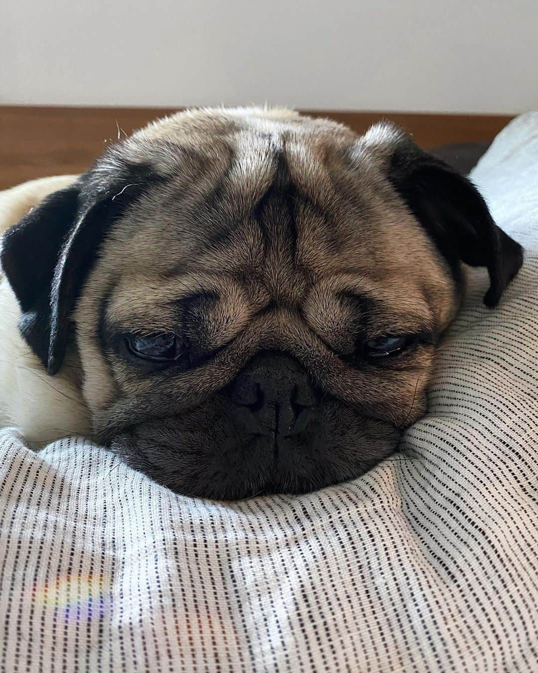 itsdougthepugさんのインスタグラム写真 - (itsdougthepugInstagram)「“‪I need a little motivation today‬” -Doug」7月26日 1時04分 - itsdougthepug