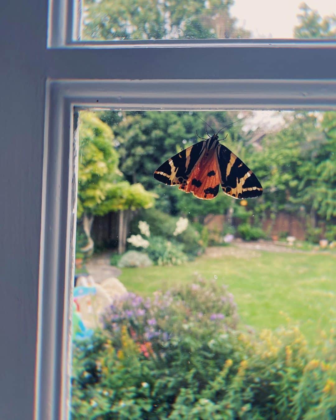SOPHIA WEBSTERさんのインスタグラム写真 - (SOPHIA WEBSTERInstagram)「As a lover of butterflies, I want to give a huge shout out to the #BigButterflyCount 🦋🦋🦋 This initiative invites the UK public to help the amazing charity ‘Butterfly Conservation’ (@savebutterflies) to assess the health of the environment & butterfly population simply by counting the amount & type of butterflies & moths we see. ⠀ ⠀ Yesterday after getting my girls to bed, I sat down & looked up to find this beauty on my window 😍👆🏼I like to think he found me as it is often when my mind is racing a butterfly appears and reminds me to pause to take in nature’s magic. I know from my online community that it’s not just me who delights in the beauty of these inspirational creatures. ⠀ ⠀ After a bit of research I have identified him as a jersey tiger moth, which I believe is rare to London, making our encounter feel even more special. ❤️⠀ ⠀ Head to my stories to find out more info on how to participate in the count. ⠀ S x 🦋⠀ ⠀ #sophiawebster#butterflyconservation#savebutterflies#jerseytigermoth#butterflycount」7月26日 1時08分 - sophiawebster