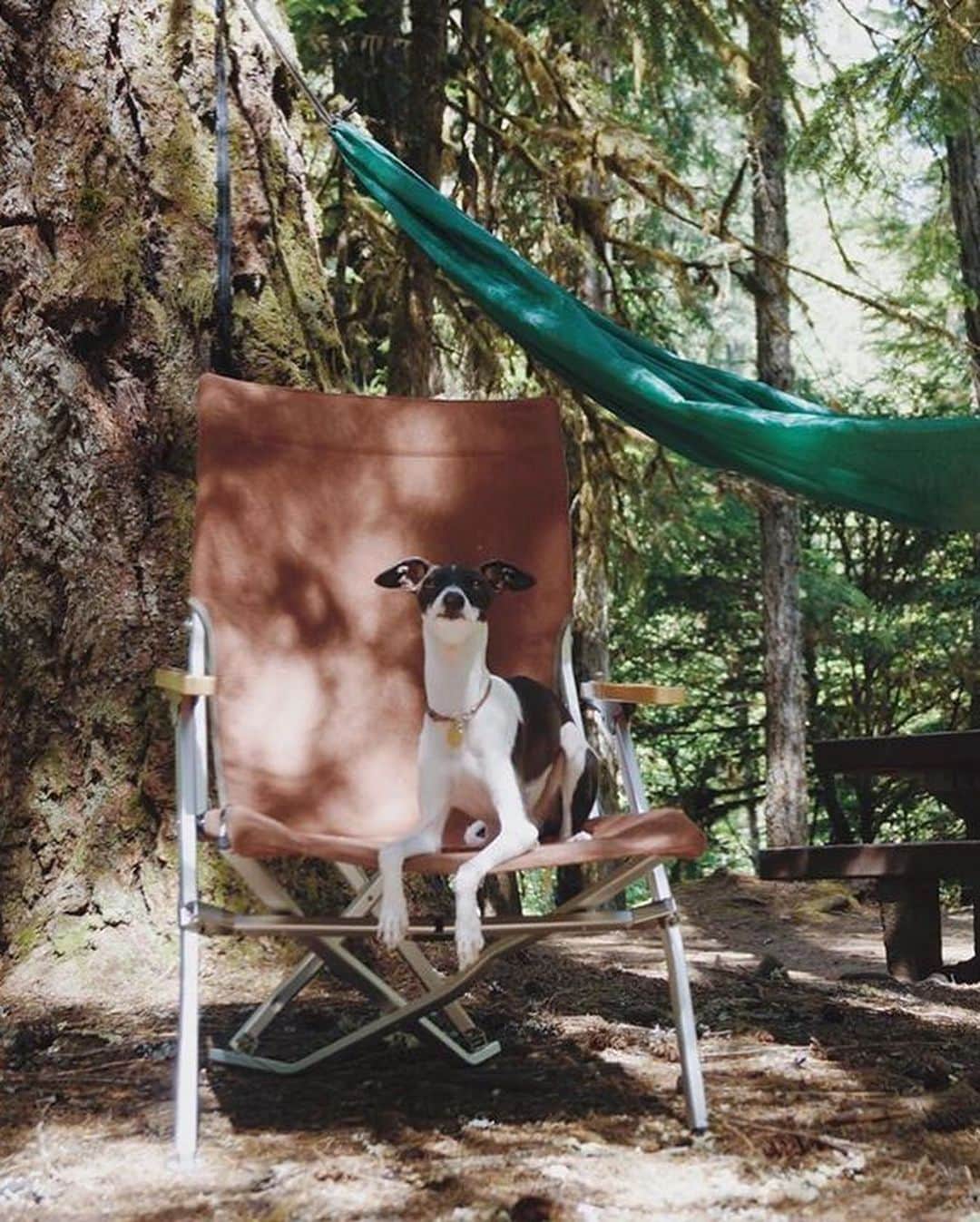 Snow Peak USAさんのインスタグラム写真 - (Snow Peak USAInstagram)「It’s hard to find a more enthusiastic companion than your canine. Read our tips for a safe & fun camping trip with your pup, and check out these Snow Peak dogs!   Pc: @r_taylorr @theshibamika @scoundrelandscruff @redhotchilipug @kris_the_iggy @morkieholmes @hello.nikko @nasi.basenji @antonkuvi」7月26日 1時59分 - snowpeakusa