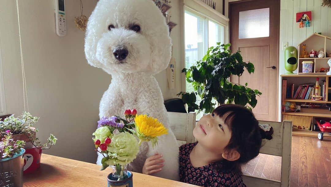 たまねぎさんのインスタグラム写真 - (たまねぎInstagram)「. . まめちゃん、Bloomee LIFEのお花を生けはじめて1年経ちました。 生け終わると必ずりっくんに見せます(*´꒳`*) 今回もいつものように見せた後に・・・ きゃー！可愛すぎるだろー！！ まめちゃんのはにかみ具合ったら💕💕 . . 🌸素敵なコラボ企画が実現しました🌸 期限まであと5日！ . お花の定期便 @bloomeelife さんと @tamanegi.qoo.riku のコラボプレゼント企画💐 たまねぎプロデュース【フラワーボックス】をプレゼント🎁 . 「初回のお花代＆送料を0円でお届け」＆「抽選で5名様にお花の定期便Bloomee LIFE×たまねぎコラボフラワーボックス」をプレゼントいたします🌸 一番最後の写真のフラワーボックスです💕 . ■応募方法 BloomeeLIFEご登録時に「クーポンコード：tamabox」を入力するだけ👌 「初回のお花代＆送料を0円でお届け」＆「抽選で5名様にお花の定期便Bloomee LIFE×たまねぎコラボフラワーボックス」をプレゼントいたします🌸 . ■クーポンコード：tamabox ■有効期限：2020年7月31日 . ■実施期間： 2020/07/17(金)〜2020/07/31(金) . ■当選発表について 当選者の発表は「8/3(金)20:00」にお送りする当選者メールをもってかえさせていただきます。 . ■当選者さま ・当選者さまは景品が届き次第、 #たまねぎフラワーボックス をつけてインスタグラムにご投稿ください🌼 . . @bloomeelife  #standardpoodle #dog #poodlesofinstagram #スタンダードプードル #大型犬と子供 #poodle #dogstagram #いぬのいる生活 #わんこ部 #子どもと犬 #犬と暮らす #いぬなしでは生きられません #pr #bloomeelife #花育 #4歳 #花を生ける #だいすき」7月26日 2時50分 - tamanegi.qoo.riku