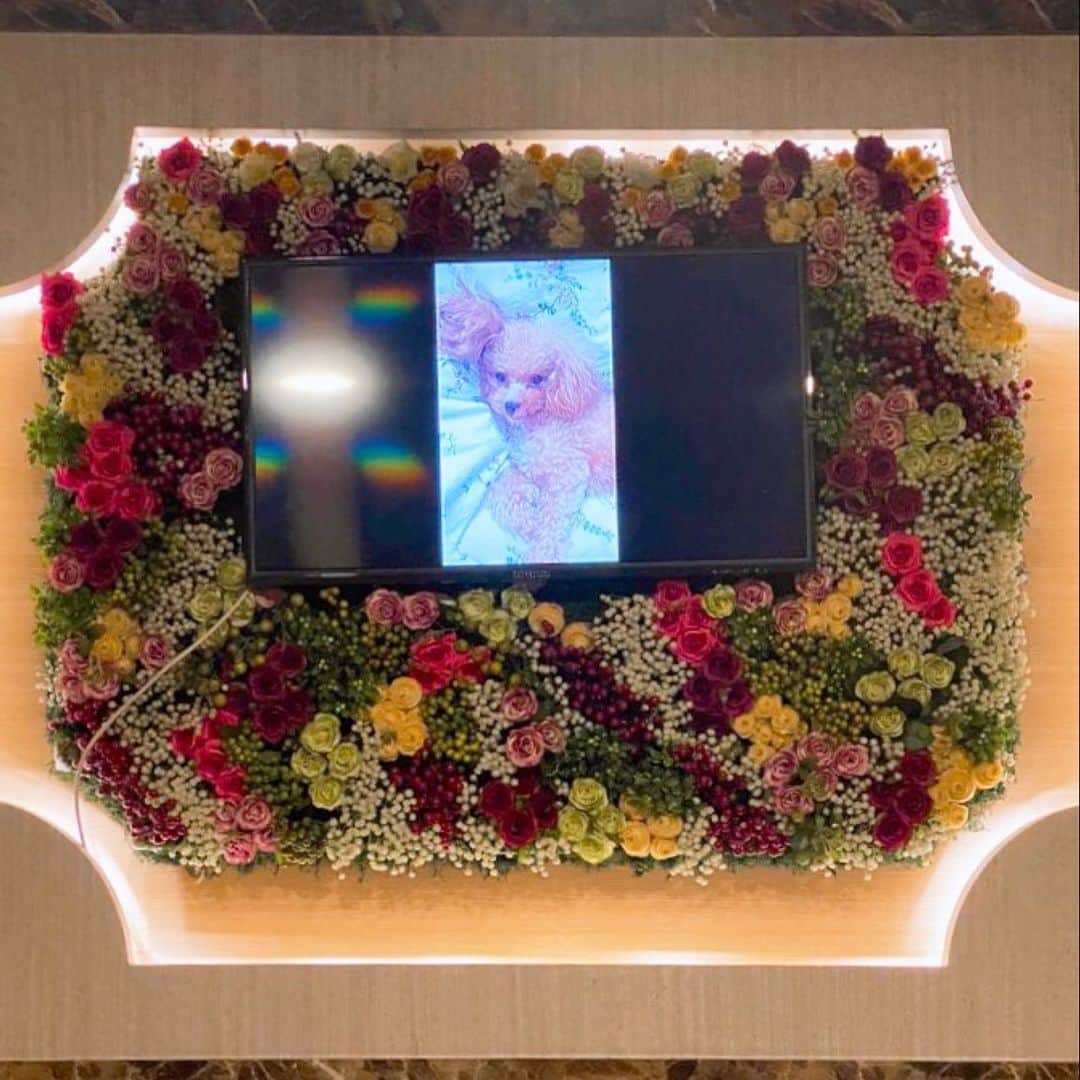 真間玲奈のインスタグラム：「우리 예쁜 딸이 하늘나라로 갔어요  천사같은 애교로 별처럼 빛나던 우니가  정말 천사나 별이 되어버렸어  아직 3살에 너무 이른 이별에 갑작스레 지나서  아직 현실이라고 볼 수 없다  일본에서 비행기를 타고 한국에 와서  앞으로 많은 추억을 만들려고 했는데  아무것도 해주지 못해서 너무 후회됩니다  산책을 좋아하고 사람도 좋아하고  간식을 좋아하는 우리 예쁜 우니  이젠 어디에도 없어  자고 일어나서 우니가 없다는 걸 자꾸 느껴서 너무 힘들어요  엄마 아빠의 딸이 되어 줘서 고마워요 많은 사람에게 사랑 받고 있었어요　잘 자고  미안해...고마워...그리고 사랑해...  みんなに愛されていたウニが天国にいきました  あまりにも突然でまだ受け入れられないです  3歳…あまりにも早すぎて何もしてあげられなかった 後悔ばかり  飛行機に乗り一緒に韓国まで来て この世界が辛い状況の中いつでも私に 寄り添ってくれる明かりのような存在でした  とても、とても悲しい 天国でツナと会えたかな？ 仲良しだったから寂しくないかな  見守っていてね  愛してくれた皆さんありがとうございました」