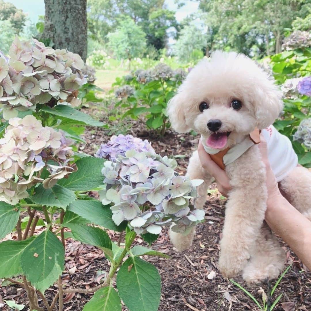 mizuのインスタグラム：「気分転換に♡ 久々のドライブだったのでロッタも大喜び♡」