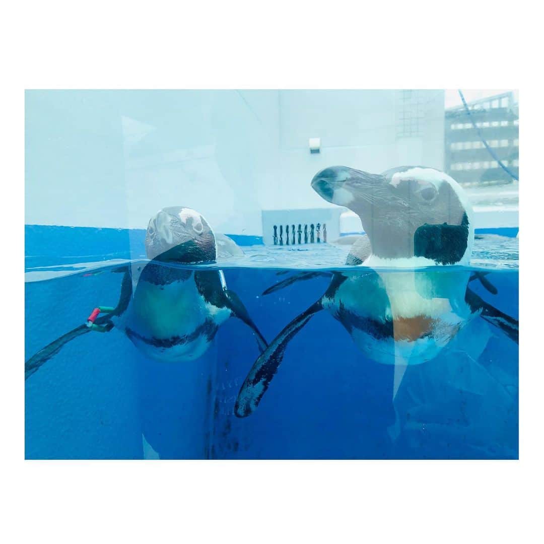 のインスタグラム：「🐧🧊 . 連投したい。そんな気分🙃  念願の四国水族館🐠✨ オープン前からずっと楽しみにしてて ようやく行けました〜😆 . いろんな生き物がいて ずっとワクワク、そわそわ。笑 . ペンちゃんとあと一歩でちゅーというところで フラれてしまいました🤣🤣 . オキアミアイスキャンディー🍭 次こそ挑戦したい💕 . ※撮影時だけマスク外してます😷 最近バタバタしていて コメントにお返事できずすみません🙇‍♀️ . #四国水族館 #宇多津町 #今は夜もやってるよ！ #大人の水族館 だって〜😽💋」