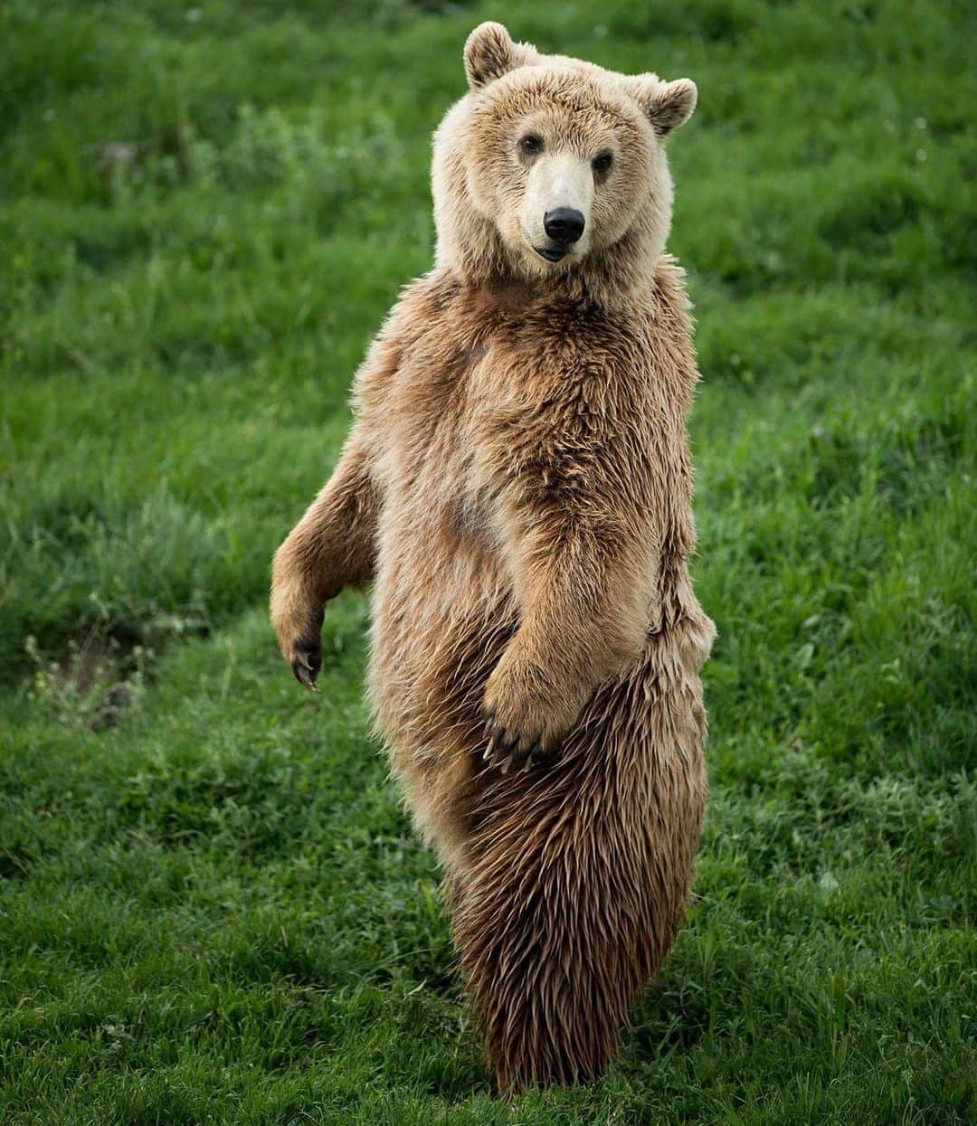 Bearsのインスタグラム：「Beautiful Hope from @bear_sanctuary_prishtina ❤️ 🐻 By the way, she's the bear in my profile pic. 😍  #bear #bears #animals #animal #bearsanctuary #prishtina #love #animallove #brownbear #saveouranimals #cute #sweet #adorable #nature #beautiful #beauty」