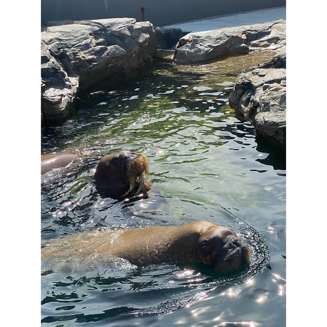 神子島みかさんのインスタグラム写真 - (神子島みかInstagram)「. #過去pic 🐬⛱ (この連休の写真ではありません) . シャチに最前列で ビッショビショにされ喜ぶ34歳 (叫び声と高笑いがうるさいので音声カット) 我が子はイルカ可愛いシャチ可愛いと ぬいぐるみなど欲しがり買ってあげたのに帰り . 何が1番よかったー？と 聞くとシャチのぬいぐるみイルカの風船を 抱き抱えながらまさかの . . セイウチ！！ . と… セイウチいいよ。センスいいよ。 でも貴方今両手に… . . いい思い出です🚗💕 . . . #ootd#fashion#makeup#Japanesegirl#japan#tokyo#mam#dad#kids#fam#instagood#instamood#instalike#instalove#instafollow#followme#instapic#我爱你#アラサー#ママ#水族館#イルカ#シャチ#大好き#シャチ好き#👨‍👩‍👧#時間差投稿#連休#自粛 . . ⋆⸜ᵀᴴᴬᴺᴷ ᵞᴼᵁ⸝⋆」7月26日 13時25分 - kagomika