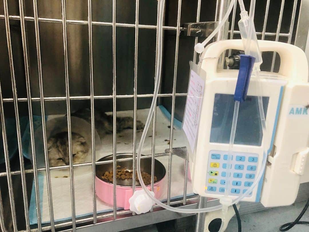 ルフさんのインスタグラム写真 - (ルフInstagram)「Come to hospital to see my little #fold.As a result of carrying urine bag, 24-hour circulation infusion, also he can not use the cat toilet for a while,Fold has to live in a dirty environment for a week.Dr. told us he around 6 months and only 2KG and his bones are stunted...that means he was not taken good care from last owner,i m so sad when i heard of this💔... Anyway,i believe his new life is started already, i will keep show you guys at IG if you guys would like to see his new life with us ~ - - #cat #savelife #savecat #rescuecat #respectlife #cute #newlife」7月26日 13時30分 - lanlan731