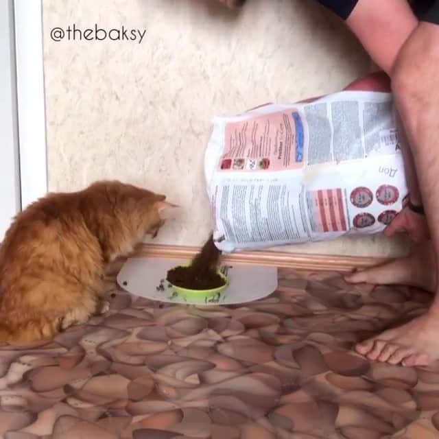 Aww Clubのインスタグラム