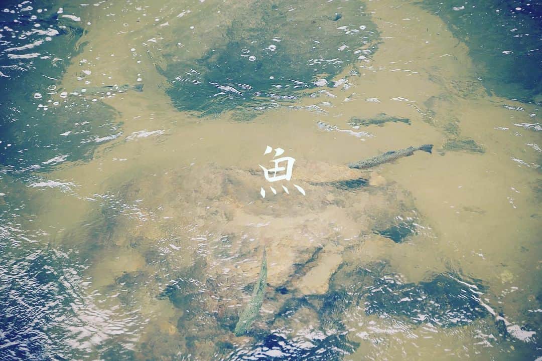 遠藤尚さんのインスタグラム写真 - (遠藤尚Instagram)「釣りしたいな🎣 #釣り #魚」7月26日 14時12分 - shoendo7