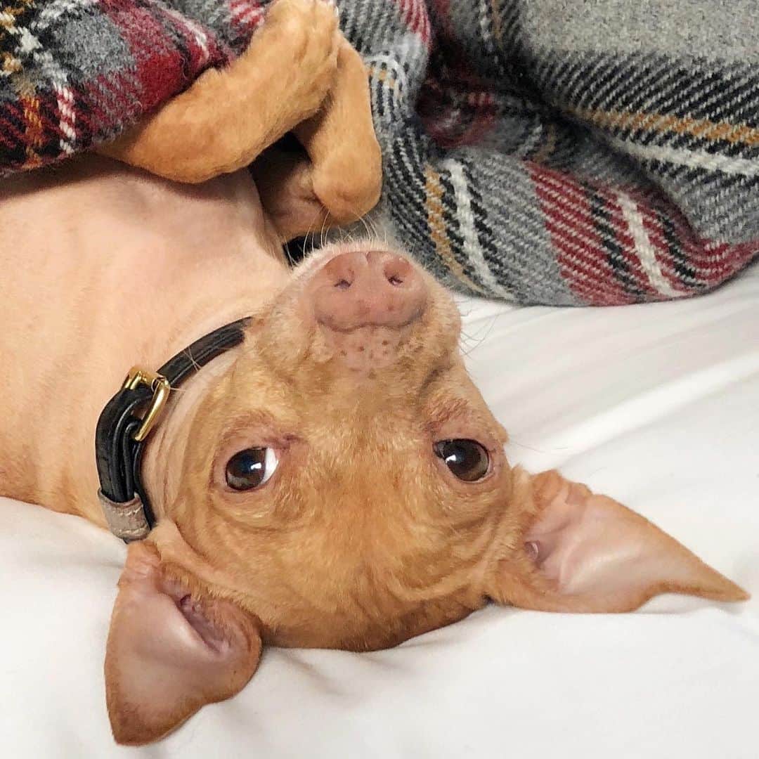 Tuna {breed:chiweenie} さんのインスタグラム写真 - (Tuna {breed:chiweenie} Instagram)「When things feel a little upside down, try and find the joy in the little things...like Tuna’s tiny nose freckles, for example. What’s bringing you joy these days?」7月26日 5時18分 - tunameltsmyheart